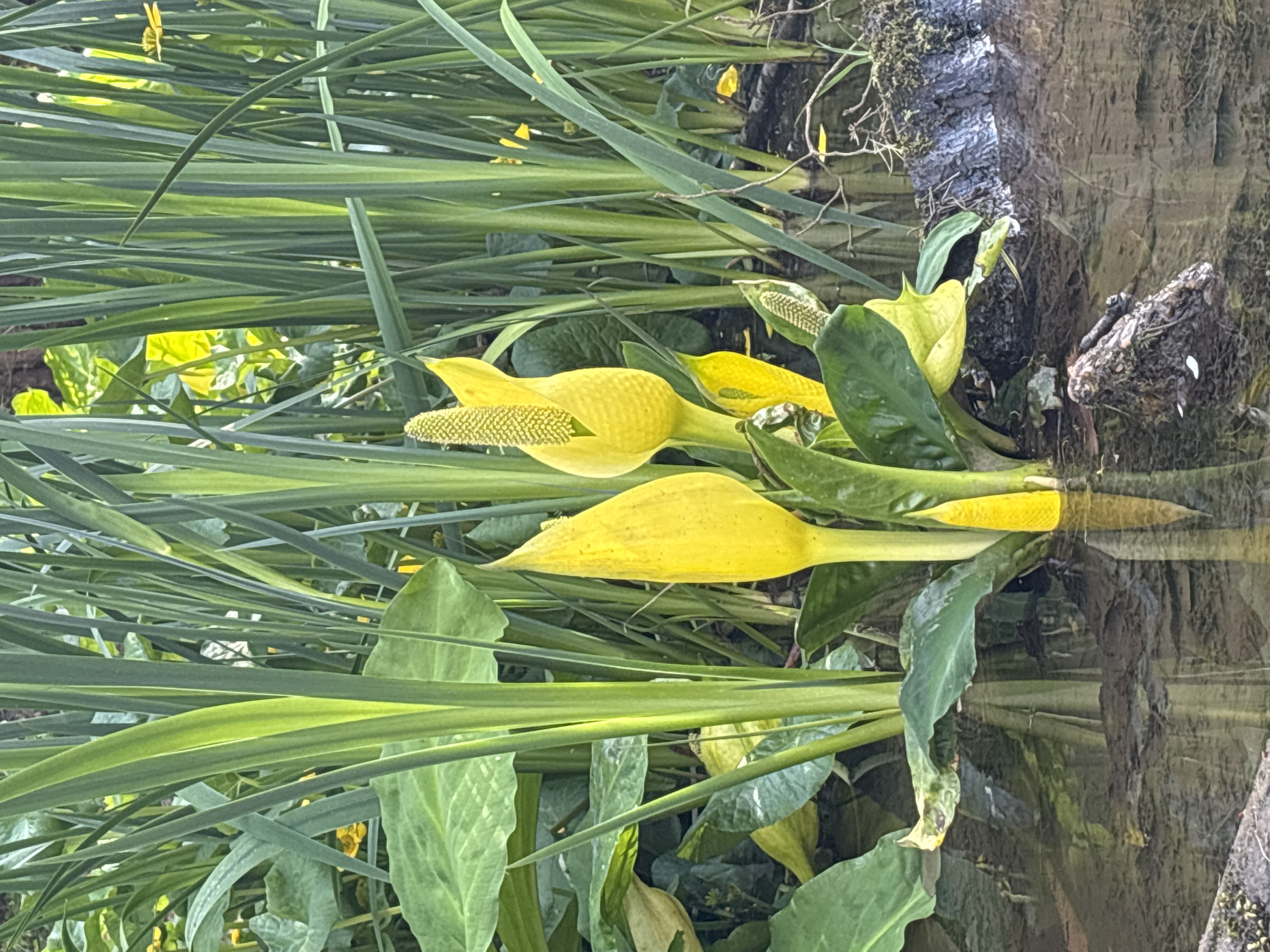 The image shows several Lysichiton americanus, also known as yellow skunk cabbage, growing near the edge of a body of water. These plants feature bright yellow spathes surrounding a central spadix covered in small flowers. The spadix is a pale greenish-yellow. The spathes are pointed and resemble hoods. The water reflects the plants, and behind the plants are a combination of long, green grass-like leaves and the base of a mossy tree trunk. The photo was taken in Crawley, United Kingdom.
