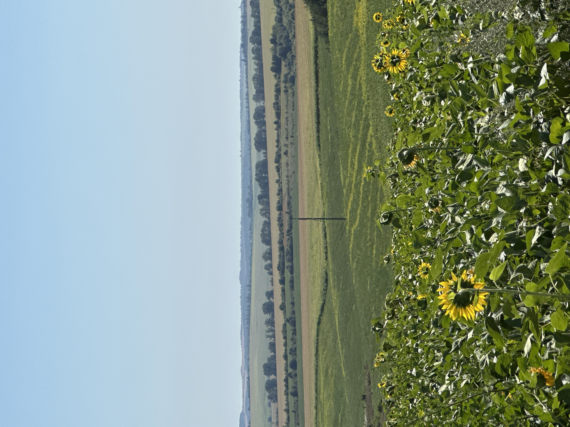 The image shows a landscape scene with a field of sunflowers in the foreground, located in the village of Korchivka, Ukraine. The sunflowers are bright yellow and green, with large leaves. In the background, there are rolling hills and fields of crops, with a clear blue sky above. A single utility pole stands in the middle ground. The overall impression is one of a peaceful rural landscape.