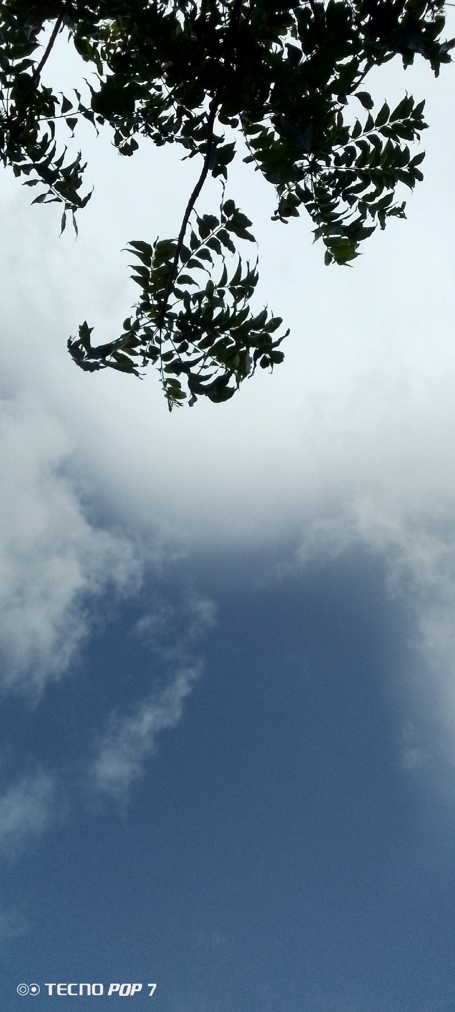 A low-angle shot captures a dark silhouette of leafy branches against a cloudy sky. The branches are clustered in the upper left quadrant of the image, with individual leaves clearly defined. The sky transitions from a light, hazy white at the top to a deep blue towards the bottom, with scattered clouds present throughout. The bottom right corner of the image displays a white watermark reading "TECNO POP 7". The scene appears to be outdoors, possibly in Altagracia, Venezuela, given the watermark context, but no specific urban or environmental features are visible to confirm this location.