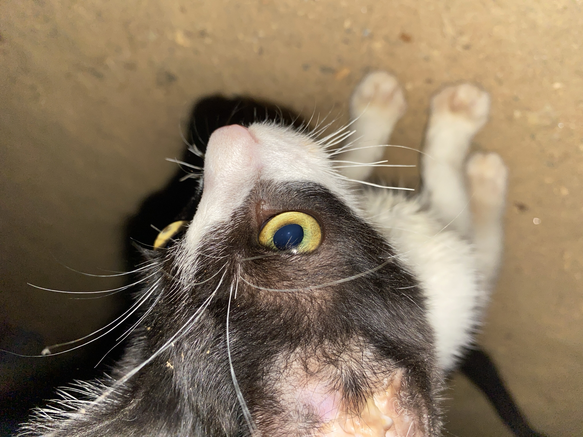 A close-up, upward-facing shot shows a black and white cat in Tinaquillo, Venezuela. The cat's right eye is visible, displaying a yellow iris and a dark pupil. The cat's pink nose is centered near the top of the frame. White paws are visible in the background, positioned above the cat's head. The surrounding environment appears to be a dirt surface.