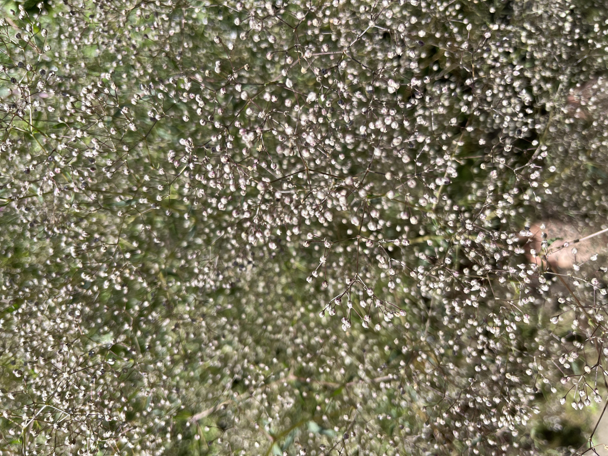 A close-up, overhead shot captures a dense cluster of small, unopened white flower buds on delicate, thin branches. The branches create a complex, web-like structure against a softly blurred background of green foliage. The overall impression is one of abundant, delicate growth. The image does not contain any identifiable people, specific objects, or actions indicative of a particular location within Дунілавіцкі сельскі Савет, Belarus. The scene is purely botanical.