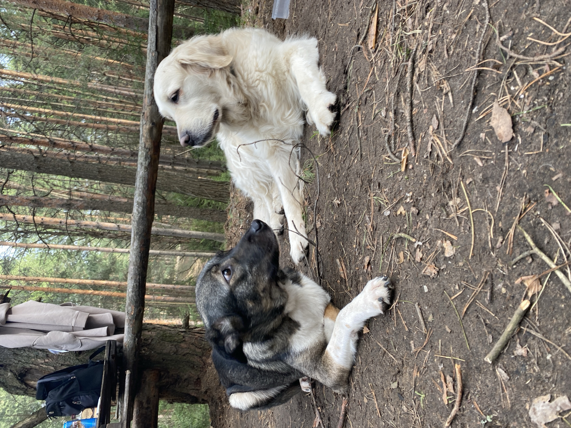 The original image, oriented vertically (rotated 90 degrees clockwise), captures two dogs interacting on a forest floor, likely in Chaikovsky, Russia. The scene unfolds on dry, dark soil scattered with pine needles, small twigs, and fallen leaves, indicating a natural woodland environment.
One subject is a fluffy, light-colored (cream or white) dog, possibly a Golden Retriever, standing with its head lowered and gaze directed towards the other dog. Its expression appears gentle and observant. The second dog, a mix of grey, black, and white fur, lies or sits on the ground, looking upwards towards the lighter-colored dog with an engaged and watchful expression.
In the background, tall, slender conifer trees create a dense forest setting. To the left, a light-colored jacket is folded and placed on a wooden structure or fallen tree trunk. Beneath it, a black backpack is visible. Further down, several bottles are stacked, with partial text "der" and "Bier" discernable on one of their labels.
The activity depicted is a quiet interaction between the two dogs, suggesting a moment of rest or curiosity during an outing. The natural lighting indicates it is daytime, and the dry ground suggests fair weather conditions. The overall scene conveys a peaceful moment of canine companionship in a forested landscape.