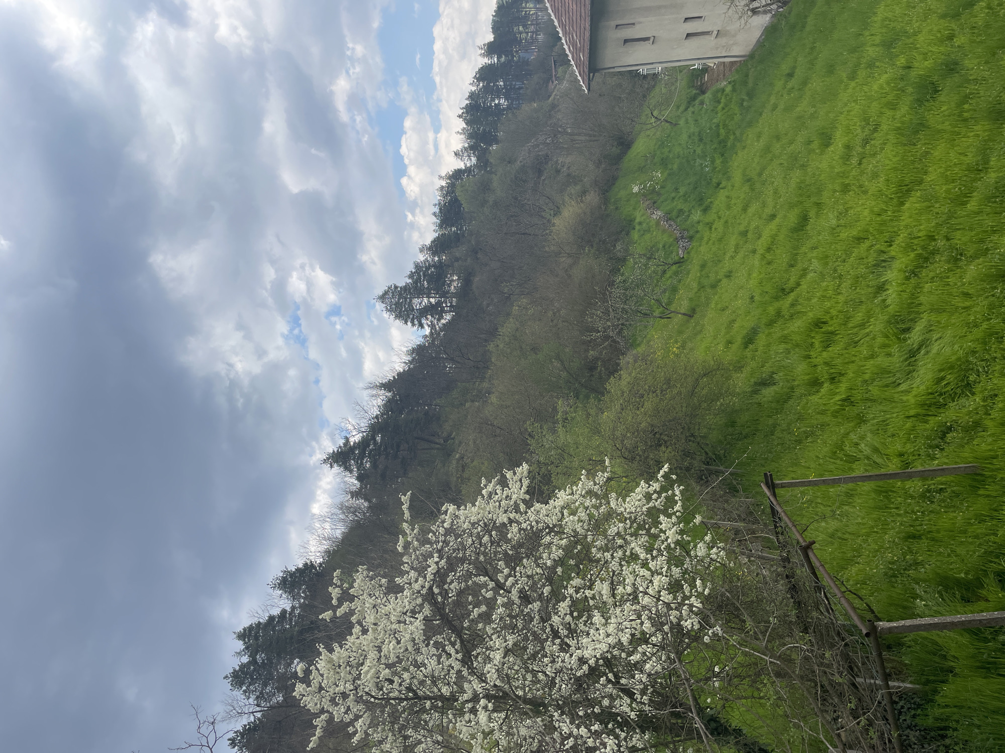 The image shows a hillside landscape in Zlatograd, Bulgaria. Lush green grass covers the slope, adjacent to a forested area with a variety of trees. A blossoming tree with white flowers stands near a weathered wooden fence in the foreground. The sky is overcast with a mix of dark and light clouds. A building is visible on the right edge of the frame. The location appears to be on a hillside overlooking the town.