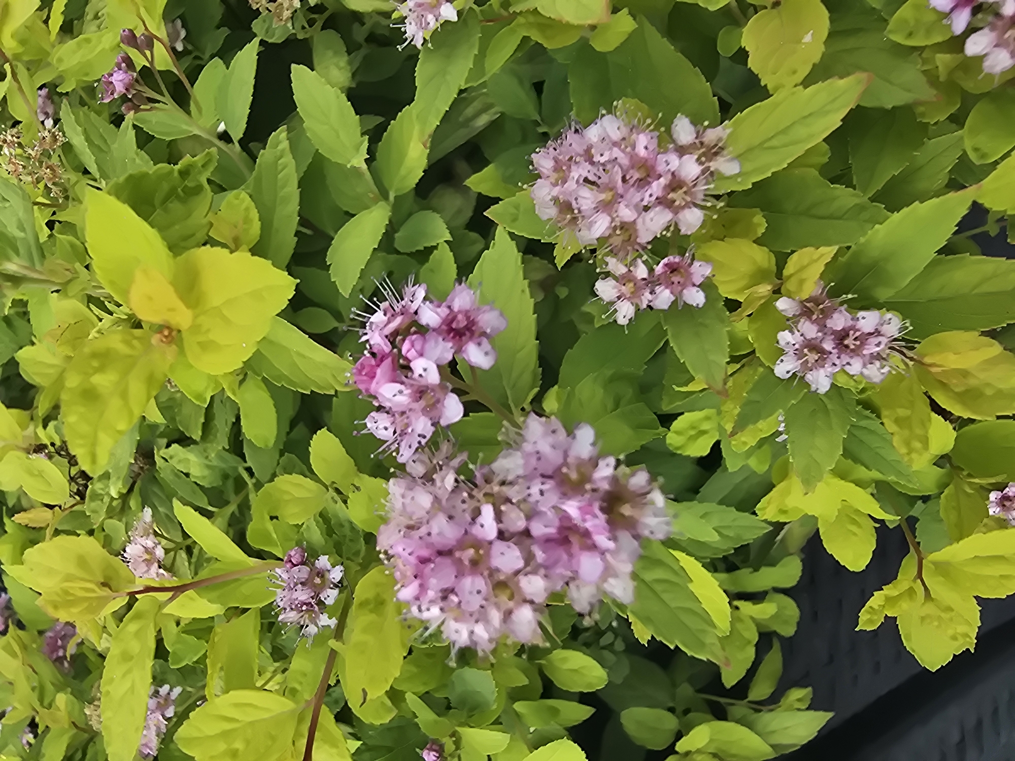 The image shows a close-up view of a shrub with bright green and yellow leaves. Clusters of small, pink flowers are scattered throughout the foliage. The shrub appears to be healthy and well-maintained. The background is a blur of green and pink, suggesting more of the same plant or a similar flowering shrub. The lighting indicates it is daytime, with sunlight illuminating the leaves and flowers. This scene is likely from a garden or park in Sofiivska Borshchahivka, Ukraine. There are no people or specific actions depicted in the image.