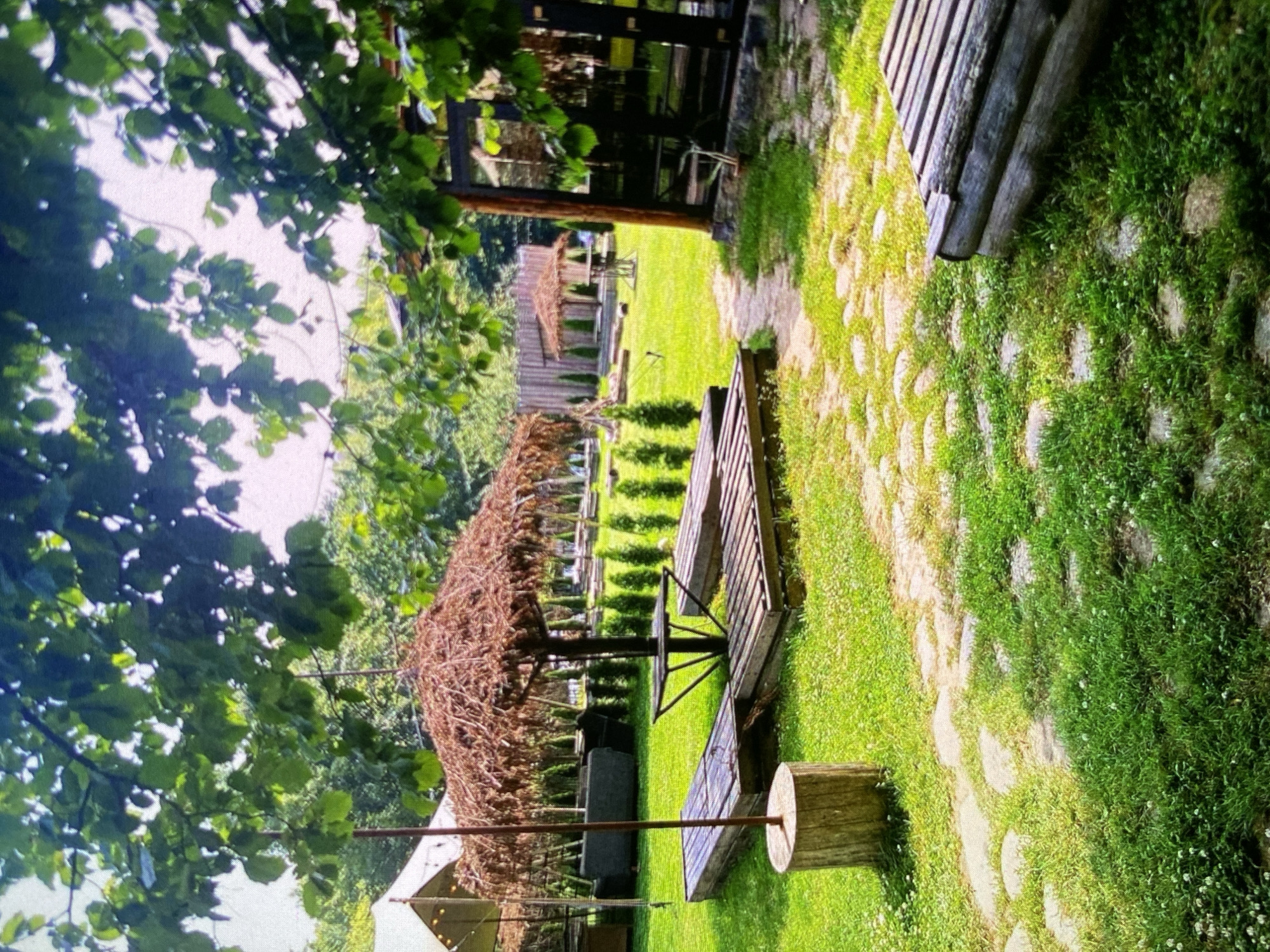 The image captures a vibrant, sunlit outdoor garden or leisure area. The perspective looks slightly downwards and across the scene, which is composed primarily of lush greenery, natural pathways, and rustic wooden structures.
In the foreground, dense green foliage, likely from an overhead tree or bush, frames the upper left portion of the image, casting soft shadows. A winding pathway made of irregular light-colored stone pavers interspersed with green grass stretches from the right side towards the center and background, adding texture to the ground.
Dominating the midground on the left is a distinctive structure covered in dried branches or straw, possibly a natural pergola or sunshade, providing a rustic aesthetic. Adjacent to the path and closer to the viewer, a wooden picnic table with benches is visible, with one bench extending towards the bottom of the frame and a wooden log serving as a base.
The background reveals more neatly maintained green spaces, including rows of what appear to be small, trimmed hedges or cypress trees. Other wooden constructions, possibly smaller gazebos or sheds, are visible further in the distance, nestled among a backdrop of taller trees. The overall setting suggests a tranquil and inviting space, perhaps a garden seating area for a restaurant or a private park.
The scene is illuminated by bright daylight, indicating a sunny day. No people are present, and there is no visible text. The atmosphere is peaceful and natural, hinting at an ideal spot for relaxation or outdoor dining in a location like Bankya, Bulgaria.