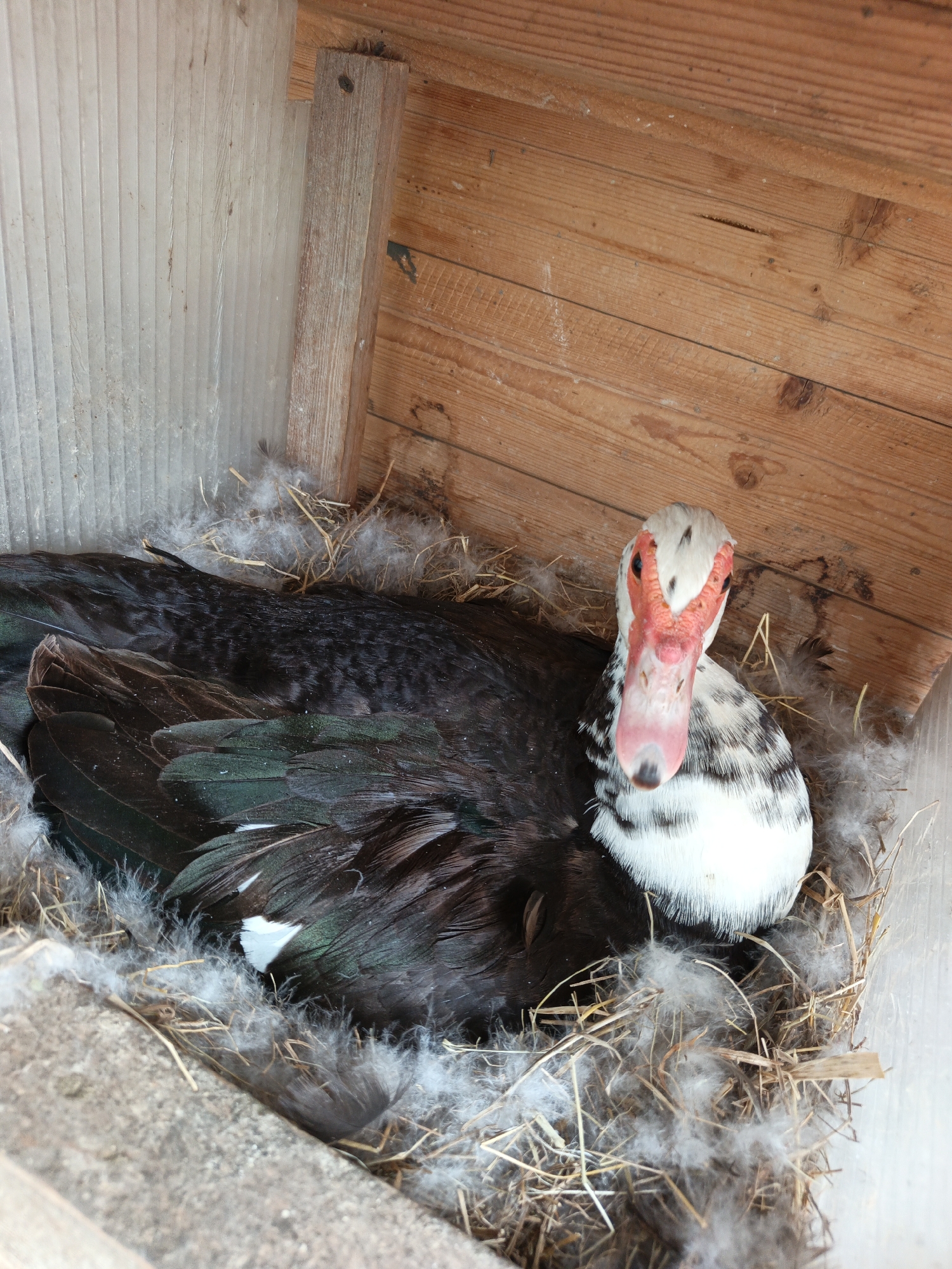 A duck with black and white plumage and a bright red caruncle on its face is nestled in a straw and feather-lined nest. The duck is in a wooden structure with a translucent, ribbed wall on the left and wooden planks forming the background and top. The setting appears to be an enclosure for poultry.