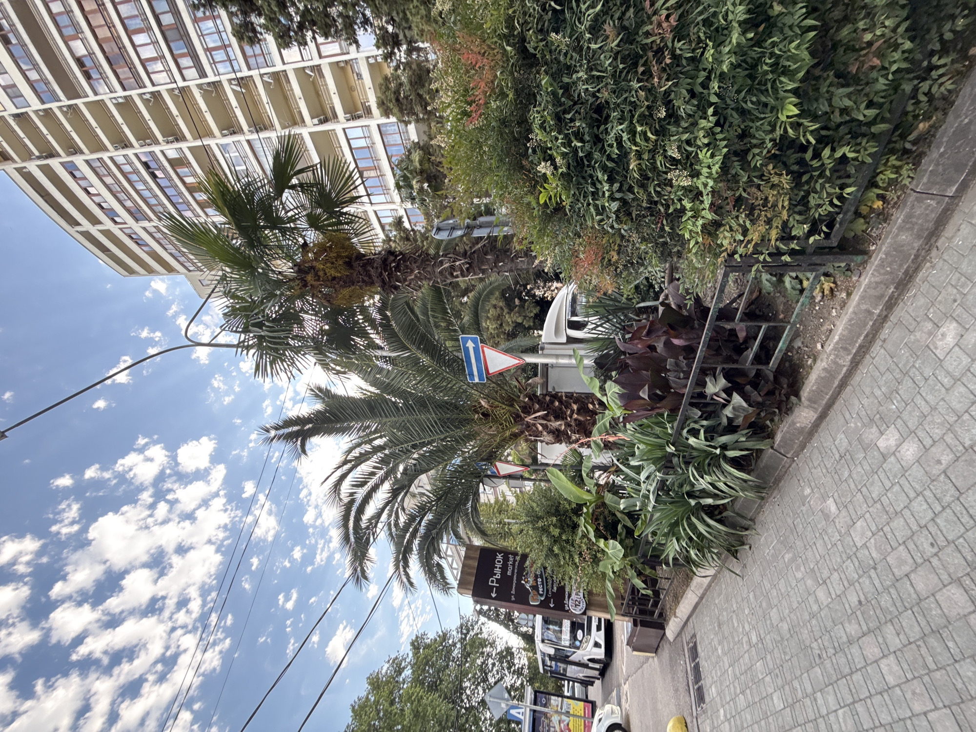 The image shows a street scene in Sochi, Russia. In the foreground, there is a paved sidewalk with a curb. Beyond the curb, there is a strip of greenery with palm trees, bushes, and other plants, separated by a black metal fence. In the middle ground, a white bus is parked on the street, and a tall, multi-story apartment building with many balconies is visible in the background. There are also street signs and power lines present. The sky is blue with scattered white clouds. The overall impression is a warm, sunny day in a coastal city.