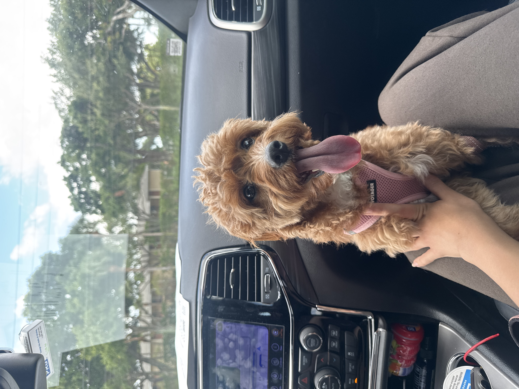 Here is a detailed description of the image:
The image shows a small, tan-colored dog with a long, pink tongue hanging out of its mouth. The dog is wearing a pink harness with the word "VOYAGER" on it. The dog is in the passenger seat of a car, held in place by a hand. The car's dashboard is visible in the foreground, with air vents, a navigation screen, and various buttons and controls. A sticker hangs from the rearview mirror of the car. Outside the car window, trees and buildings are visible, suggesting an urban or suburban environment. A Pepsi bottle can be seen at the center console of the vehicle.
While the image provides limited location information, based on context clues, the scene is likely located in Boca Raton, United States of America.