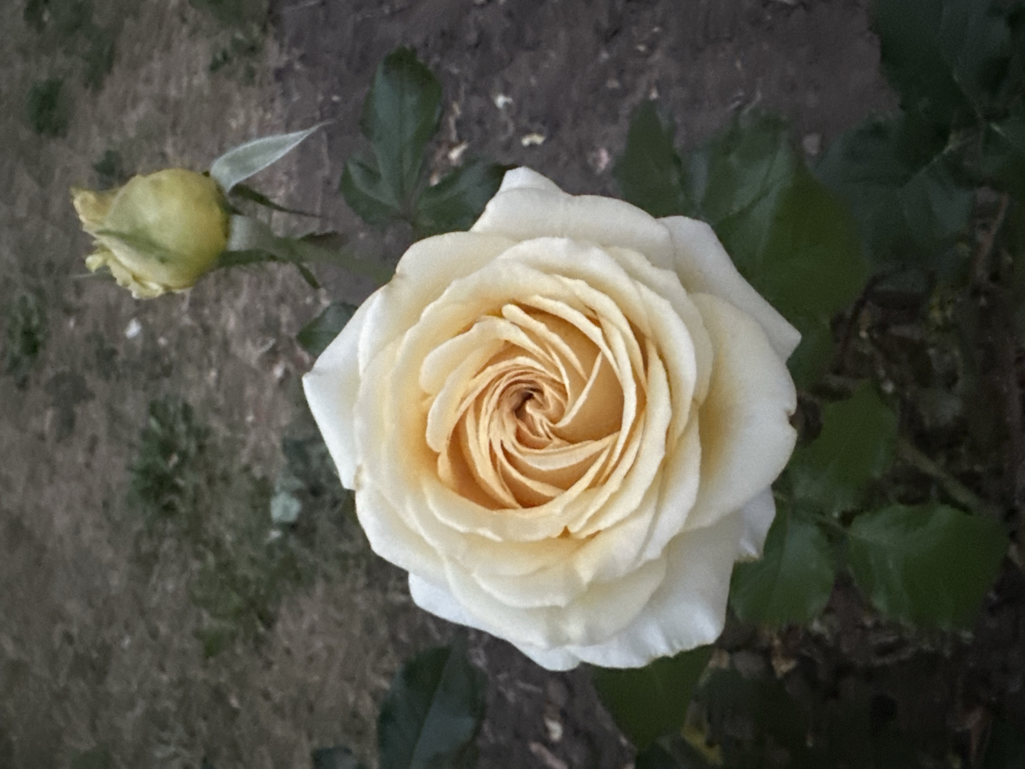 A close-up, eye-level shot showcases a light cream-colored rose in full bloom, its petals unfurling in a spiral pattern. The center of the rose displays a warm, peachy hue. To the right of the main bloom, a pale yellow rose bud, still tightly closed, stands on its stem. Dark green rose leaves are visible at the bottom of the frame. The background is a blurred expanse of dry soil and sparse green vegetation, suggesting an outdoor setting, possibly a garden or park. There are no people present in the image. The overall lighting is dim, hinting at either early morning, late evening, or an overcast day. The image composition is focused on the floral subjects.