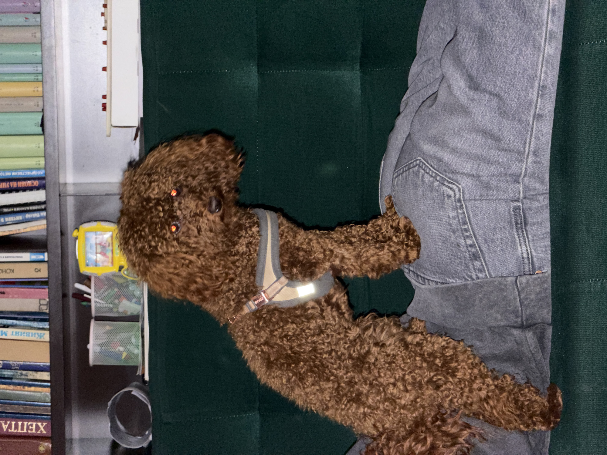 A medium-sized brown poodle wearing a grey harness with reflective stripes is lying on a dark green upholstered surface, possibly a sofa or cushion. The dog is next to a person's leg clad in grey denim. To the left, a bookcase is visible, filled with books and a wall-mounted organizer containing stationery. The bookcase and sofa are indoors. There is no indication this image was taken in Sofia, Bulgaria.