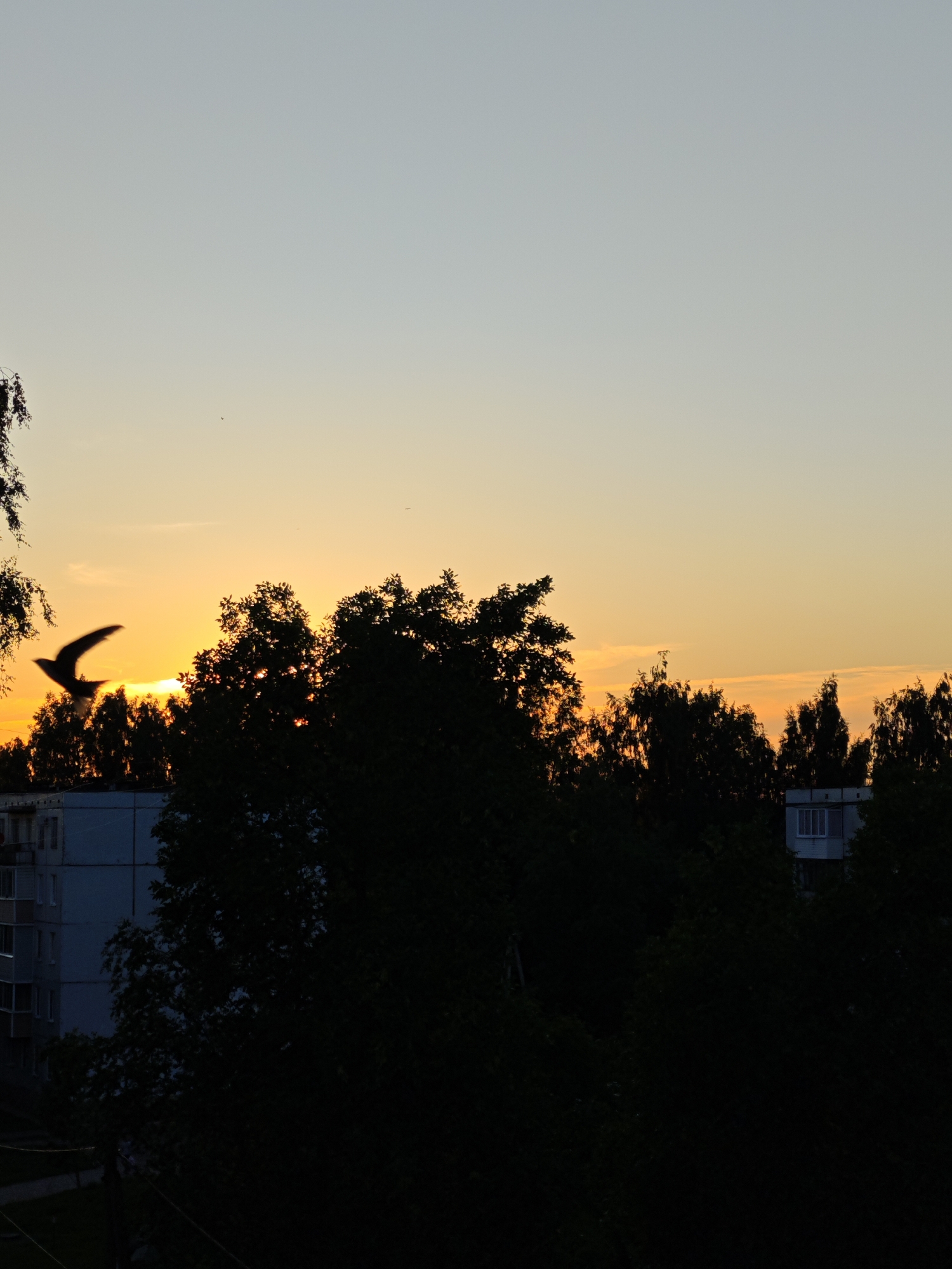 A silhouette of a bird in flight against a vibrant sunset sky. The sun is partially obscured by the dark canopy of trees, casting an orange glow that transitions to a soft yellow and then to a pale blue at the top of the frame. The bird, with its wings outstretched, is positioned in the upper left quadrant of the image. Below the sky and trees, the dark silhouettes of apartment buildings are visible, suggesting an urban or suburban setting. The trees are dense and appear leafy, creating a strong contrast with the brightly lit sky. The time of day is clearly evening, indicated by the sunset. The overall mood is peaceful and serene, with a touch of drama from the bird's flight and the intensity of the sunset. There are no visible people or text in the image. The location context suggests the scene is from Zaklinye, Russia.