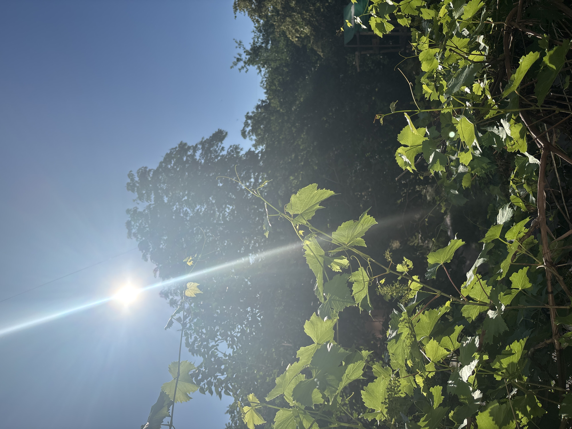 The image depicts a low-angle shot of lush green grapevines against a bright blue sky. The sun is prominent in the upper left quadrant, casting a strong lens flare and a beam of light that diagonally cuts across the frame. The leaves of the grapevine are vibrant green, some appearing translucent where the sunlight shines through them. The vines themselves are visible, with thin tendrils curling and reaching outwards.
In the background, the dark silhouettes of trees create a dense foliage that contrasts with the bright sky and foreground vines. A hint of a structure, possibly a green awning or roof, is visible in the upper right corner, suggesting an outdoor setting, perhaps a garden or a backyard. The lighting suggests it is daytime, likely midday given the intensity of the sun and the clear sky. There are no people or animals visible in the image. The overall impression is one of a sunny, verdant, and natural environment. There is no visible text in the image.