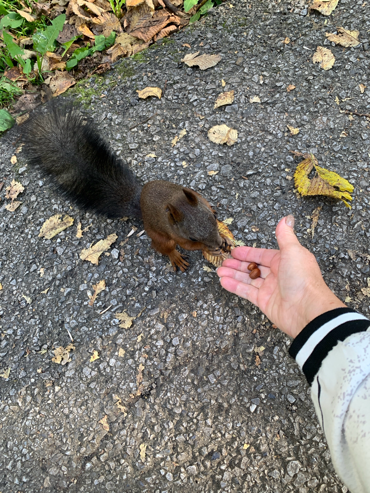 An overhead shot shows a person's hand offering nuts to a squirrel on an asphalt path. The squirrel, with dark fur and a bushy tail, is reaching for the nuts with its paws. Fallen leaves are scattered on the ground, indicating an outdoor environment. The person is wearing a jacket with black and white striped cuffs. The scene is not specific to Prokopyevsk, Russia, or any other identifiable city.