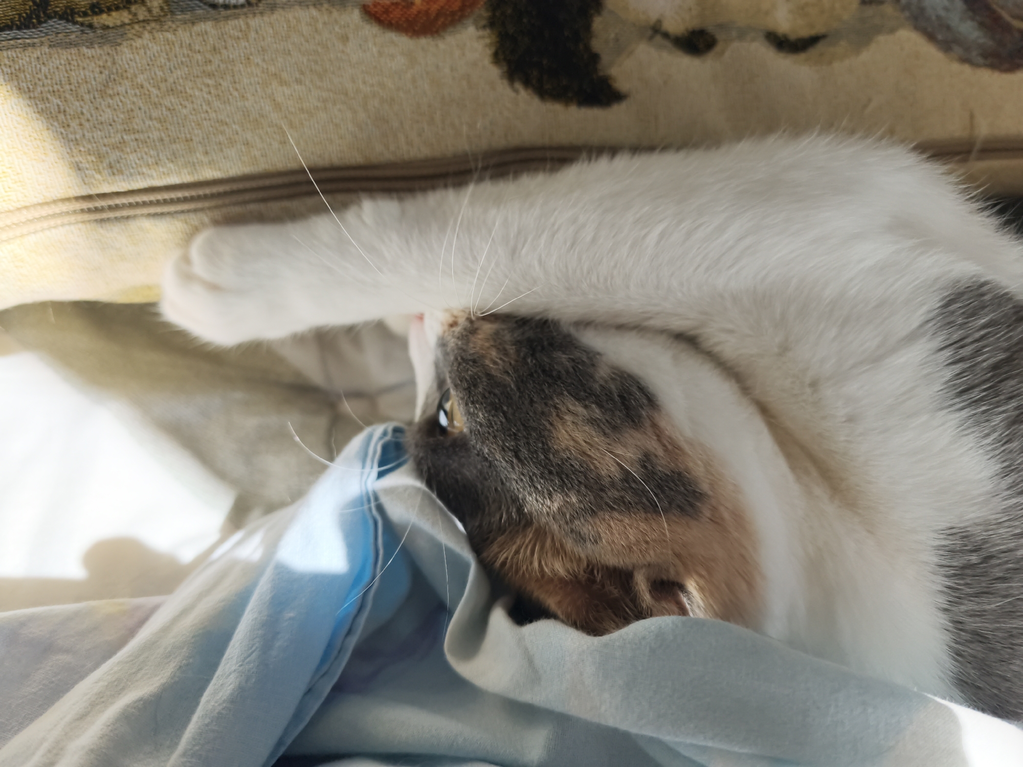 A calico cat is resting on a couch, curled up with its head tucked underneath its body. The cat's fur is predominantly white with patches of grey and brown. It is partially covered by a blue and white patterned blanket. The background consists of a couch with a textured fabric. The lighting suggests it is daytime, with shadows cast on the blanket. The scene is indoors, likely in a residential setting. There is no information available to place this image in Sochi, Russia.