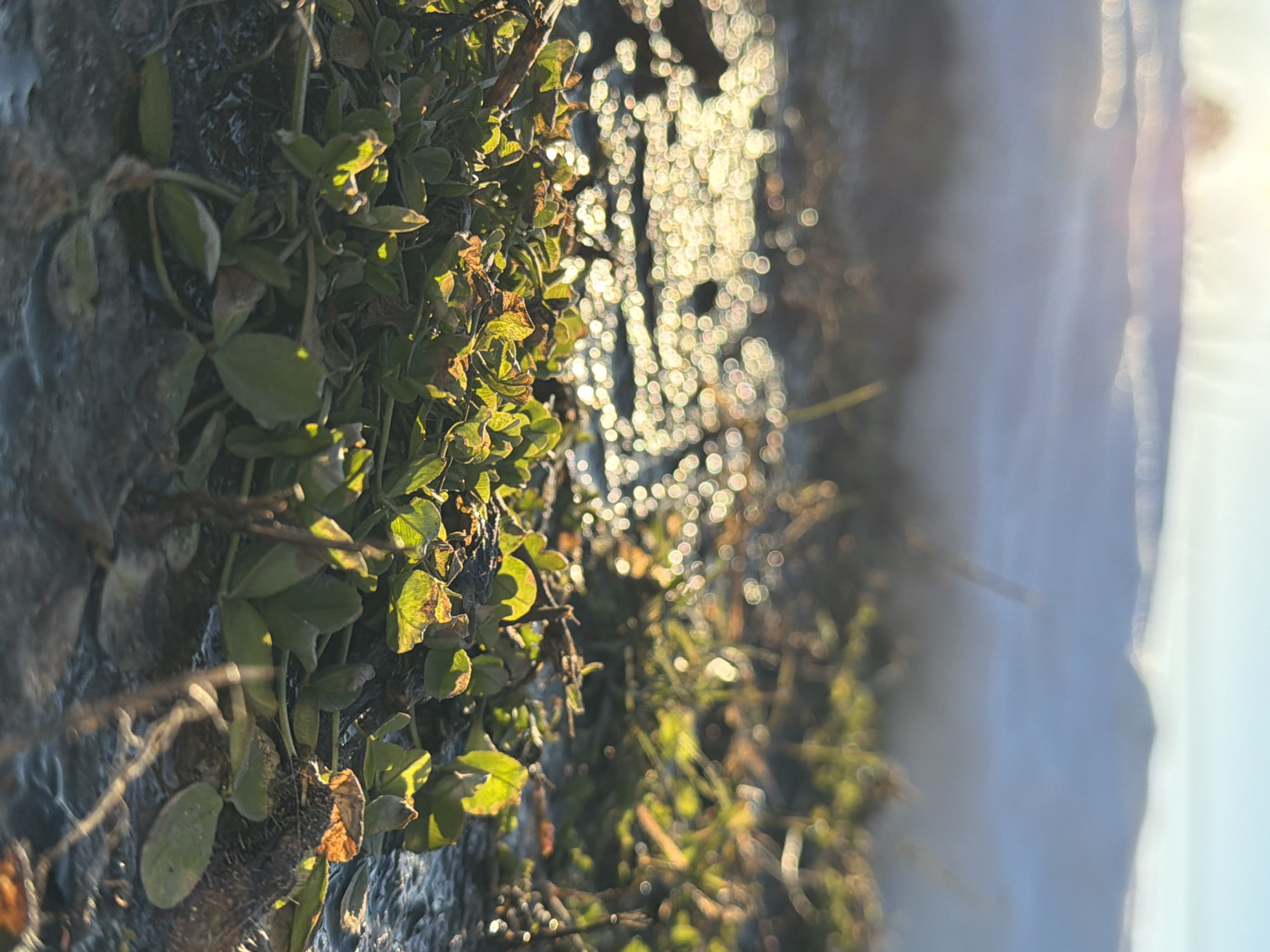 This image presents a low-angle, forensic perspective of ground-level vegetation adjacent to a body of water in Chaikovsky, Russia. The foreground is dominated by a dense patch of small-leafed green plants, possibly clover, interspersed with some drier, brownish foliage and dark twigs. These plants emerge from a dark, wet surface, suggesting either saturated soil or very shallow water.
In the midground, a dark body of water reflects strong, direct sunlight, creating numerous distinct, circular bokeh highlights across its rippled surface. The water appears dark blue or grey where not directly illuminated.
The background is significantly out of focus, depicting a hazy, light blue and white expanse, indicative of distant snow-covered terrain or hills under a bright, clear sky. A prominent, diffused light source, consistent with the sun, is visible near the top center of the frame, contributing to a slight lens flare and strong backlighting across the scene. No individuals, animals, or specific man-made objects are identifiable. The overall lighting suggests either early morning or late afternoon.