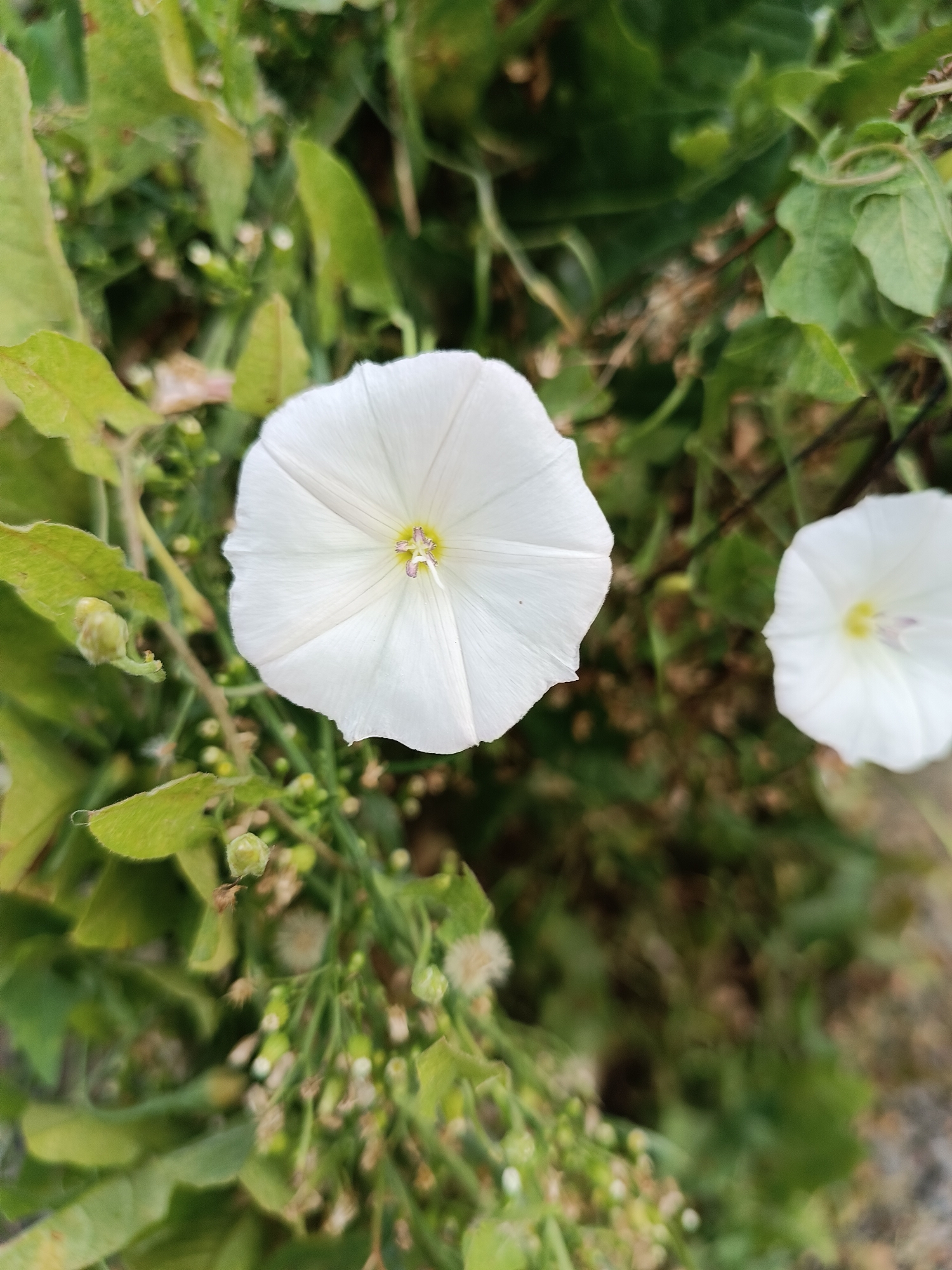 The image displays a close-up view of two white, funnel-shaped flowers with green foliage in the background. The flower in the foreground is in sharp focus, revealing delicate white petals and a yellow center with faint purple markings. The second flower, to the right and slightly out of focus, is also white and appears to be similar in shape. The foliage consists of green leaves and small, unopened buds or seed pods. The overall setting is natural, with soft lighting that highlights the textures of the petals and leaves. The scene is captured from a top-down perspective. There is no indication of the city of Bykovo, Russia in the image itself.