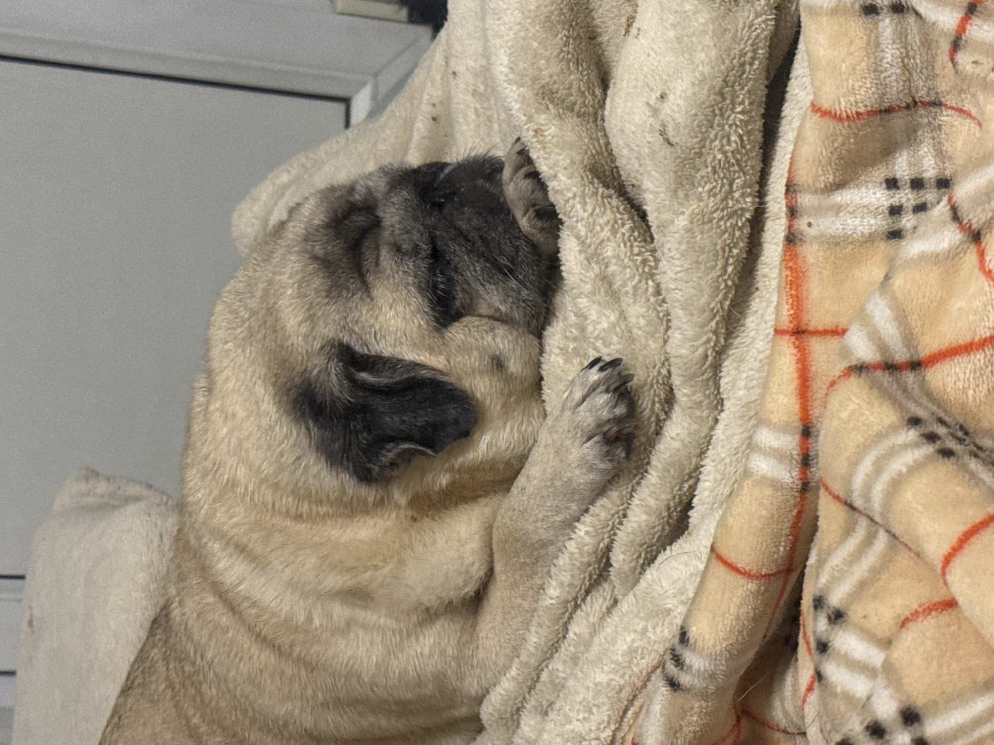 A fawn-colored pug dog is sleeping on a beige, textured blanket. The pug is lying on its side with its eyes closed and its head resting on its paws. The dog's fur is short and appears to be smooth. The blanket is draped over what appears to be a patterned blanket with red and black lines. The background is out of focus and appears to be a light gray wall. No specific location within Bishkek City, Kyrgyzstan can be determined from the image.