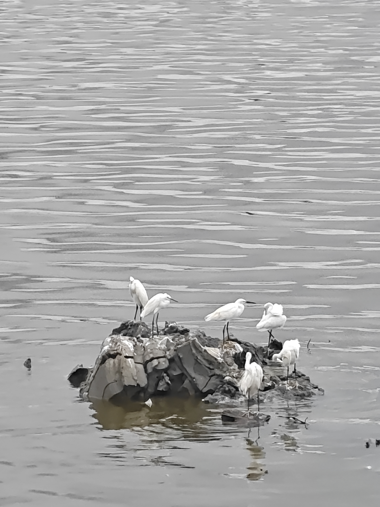 The image shows a group of white egrets perched on a rock formation in a body of water. The water is calm with slight ripples. The background is a grey sky that seems to be reflected in the water. The birds are of varying sizes and positions, some standing, some preening. The location is Lhokseumawe, Indonesia.
