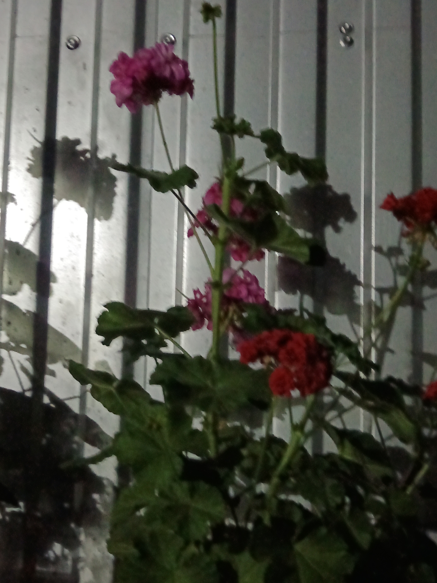 This image depicts a close-up view of flowering plants, specifically geraniums with pink and red blooms, in front of a corrugated metal fence. The fence appears to be an exterior wall, possibly for a building or a property boundary. The lighting suggests it is either dusk or nighttime, as evidenced by the shadows cast by the plants onto the fence and the overall dim illumination. There are no people or animals visible in the frame. The location is identified as Sorochinsk, Russia. The overall scene is that of a garden or outdoor space adjacent to a structure with a metal fence.