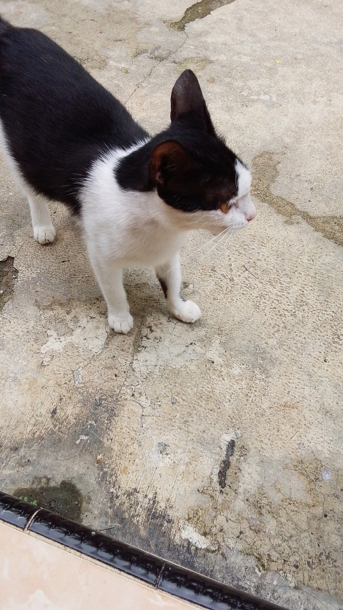 A black and white cat stands on a concrete surface in Parakanmanggu, Indonesia. The cat is facing to the right, with its body angled slightly away from the camera. Its fur is predominantly white on its chest and legs, with black markings on its back and head. The cat has orange eyes and prominent white whiskers. The concrete ground is weathered and appears to have some damp patches and dark discoloration in places. A dark, glossy trim runs along the bottom edge of the frame, suggesting it might be near a ledge or boundary. The overall scene is an outdoor environment, likely a yard or walkway.