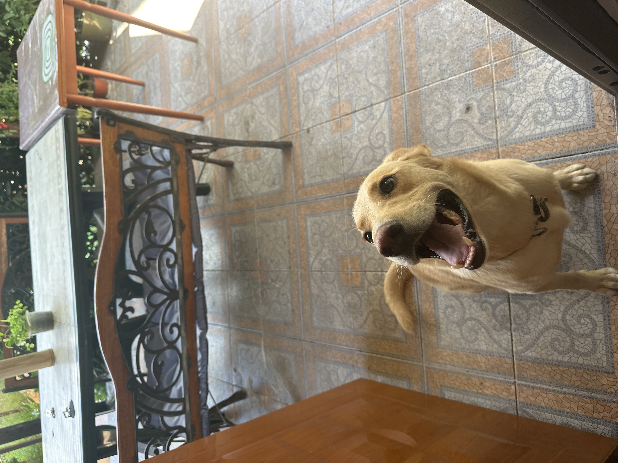 A medium shot shows a light-colored dog with its mouth open, looking up towards the camera. The dog is positioned in the center of the frame, on a tiled floor. Behind the dog, a dark wooden bench with intricate metalwork is visible, covered with a blue cushion. Further in the background, two tables are present. One table has a light-colored top and dark legs, with a small potted plant on it. The other table, to the right, is orange and has a round green mat on its surface. The scene appears to be an outdoor patio or garden area, with foliage visible in the far background. The location of Sochi, Russia, is not evident from the visual elements in the image.
