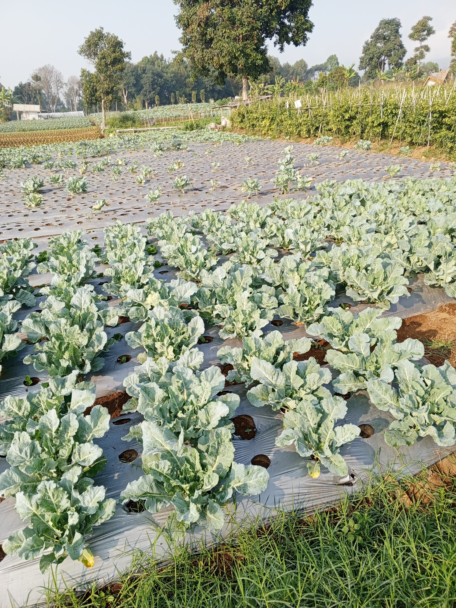 The image depicts an agricultural field in Bellanneoya, Sri Lanka. The foreground is dominated by rows of young broccoli plants growing under plastic mulch. The plants are a light green color with large, textured leaves. In the background, the field continues with more rows of similar plants stretching into the distance. Beyond the crops, there are trees and vegetation, suggesting a rural or semi-rural setting. The sky is clear and bright, indicating daylight. There are no people or animals visible in the scene. The overall impression is that of a cultivated farm preparing for harvest or in an early stage of growth.