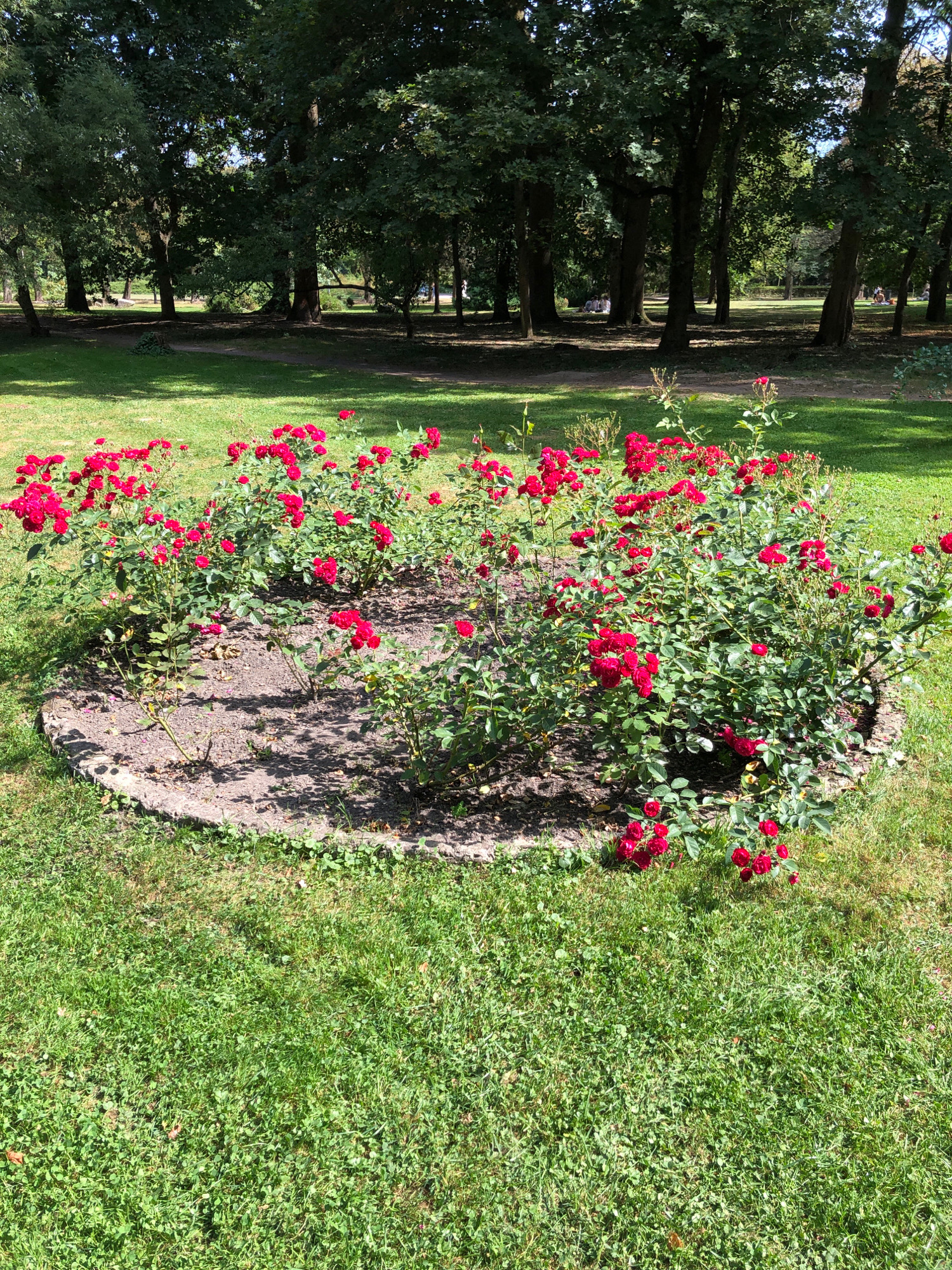 This image captures a vibrant rose garden situated in a park in Lviv, Ukraine. The central focus is a circular rose bed, meticulously edged with stone, overflowing with lush green foliage and numerous bright red roses in full bloom. The roses are densely packed, creating a rich tapestry of color and texture. Surrounding the rose bed is a well-maintained lawn, indicative of a public park. In the background, a dense cluster of mature trees forms a leafy canopy, suggesting a shaded area within the park. The sunlight filters through the leaves, casting dappled shadows on the grass and the rose garden, creating a dynamic play of light and shade. The overall scene evokes a sense of natural beauty and tranquility within an urban park setting.