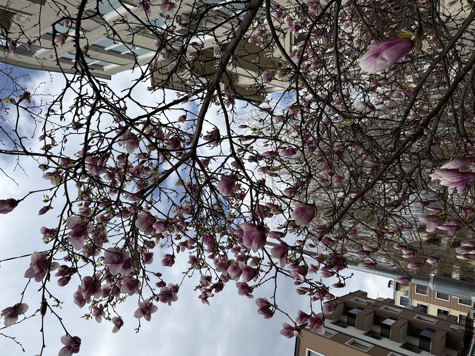 The image depicts a low-angle view of a blossoming tree in Sofia, Bulgaria. The tree has bare branches with numerous pink and white flowers. The sky is visible through the branches, with a mix of blue sky and white clouds. The top and bottom of the frame show buildings, with light-colored building near the top of the image and a brownish building at the bottom. The buildings suggest an urban environment. There are no people visible.