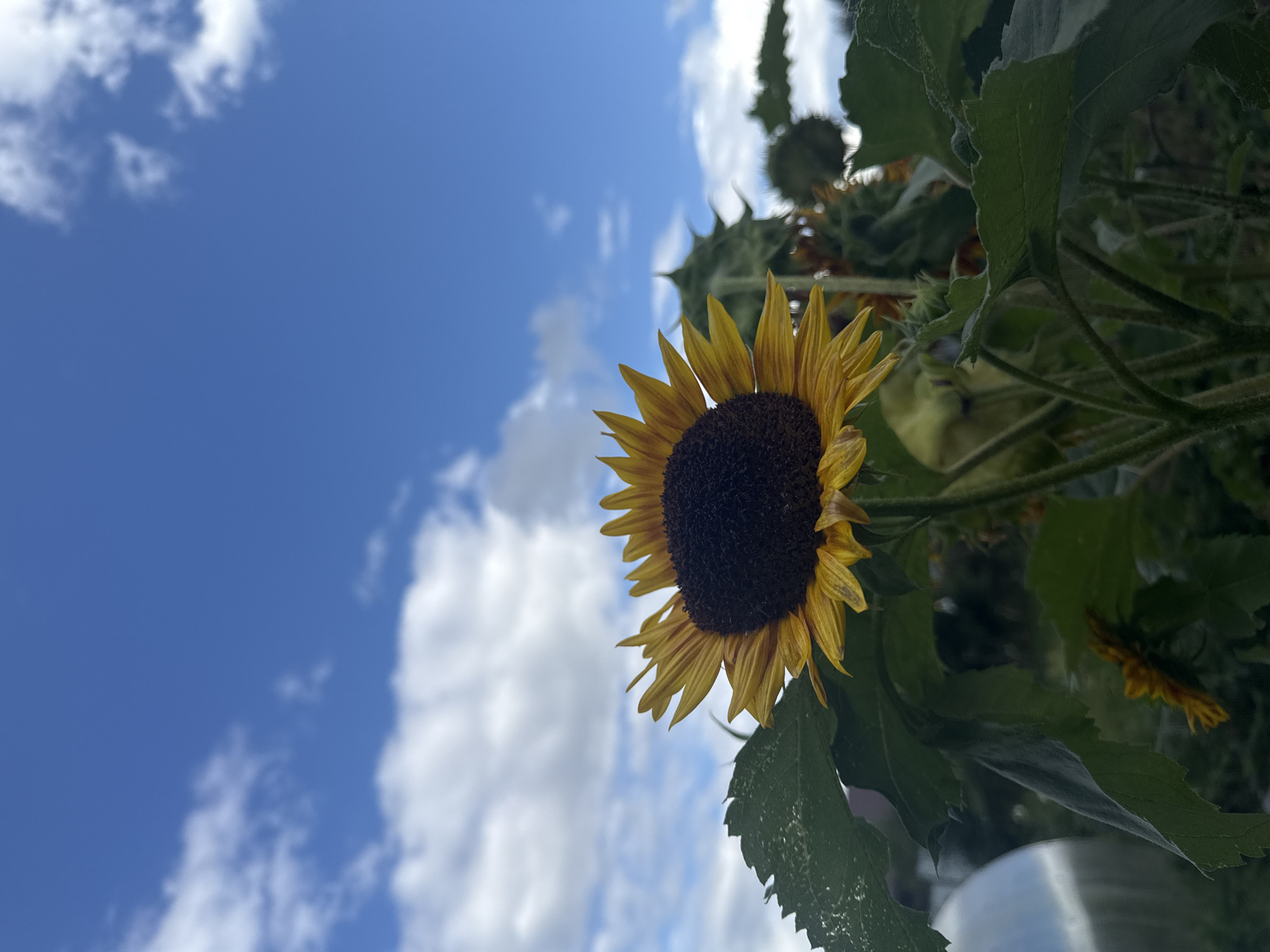The image shows a close-up of a sunflower against a bright blue sky with scattered white clouds. The sunflower is in focus, with its yellow petals and dark brown center clearly visible. Green leaves surround the sunflower. In the background, other sunflowers and greenery are blurred. To the left of the sunflower, a portion of what appears to be a greenhouse or dome-like structure is visible. The image appears to have been taken outdoors. The location is identified as Chaikovsky, Russia, suggesting it is a scene from a garden or park in that city. There are no people or animals depicted in the image.