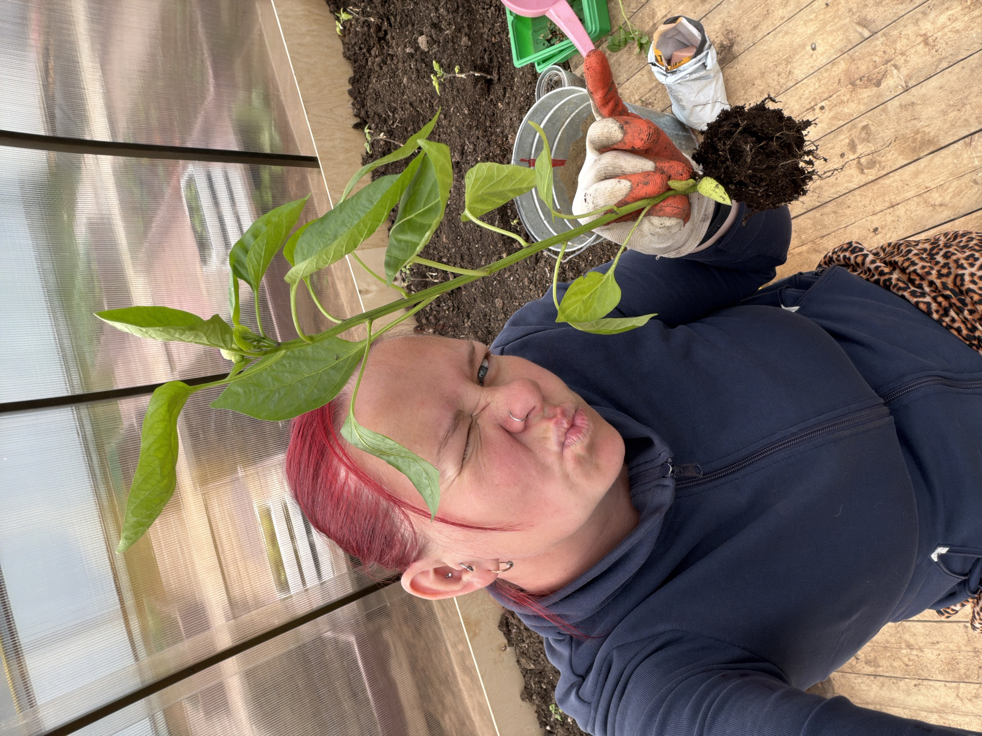 The image shows a person with red hair in a blue hooded sweatshirt, posing indoors with a pepper plant. The person is wearing gardening gloves and holding the plant. They are pouting and winking at the camera. In the background, there is potting soil, a watering can, and a trowel, suggesting a gardening setup. The interior features a translucent corrugated wall, indicating a greenhouse or similar structure. The image was not taken in Chaikovsky, Russia.