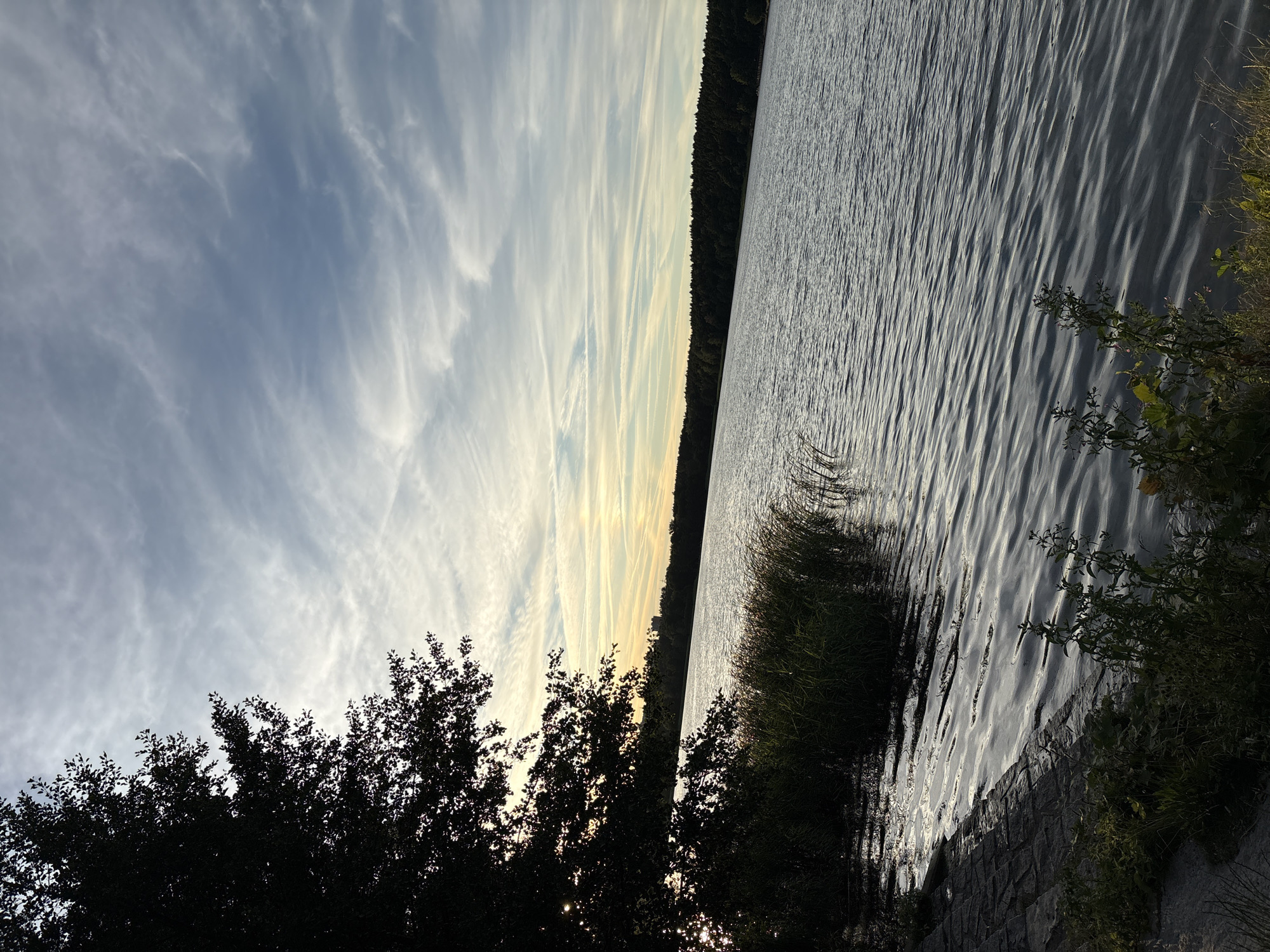 The image depicts a serene lake scene with a silhouetted tree in the foreground to the left. The tree's branches and leaves are dark against a sky filled with wispy, cirrus clouds. The water of the lake is calm, with gentle ripples reflecting the muted light. Along the shoreline, there is dense green grass and reeds. In the background, a dense line of trees forms a dark horizon across the width of the image. The overall impression is of a quiet, natural landscape. The exact location in Pilsen, Czechia, is not discernible from the visual information provided.