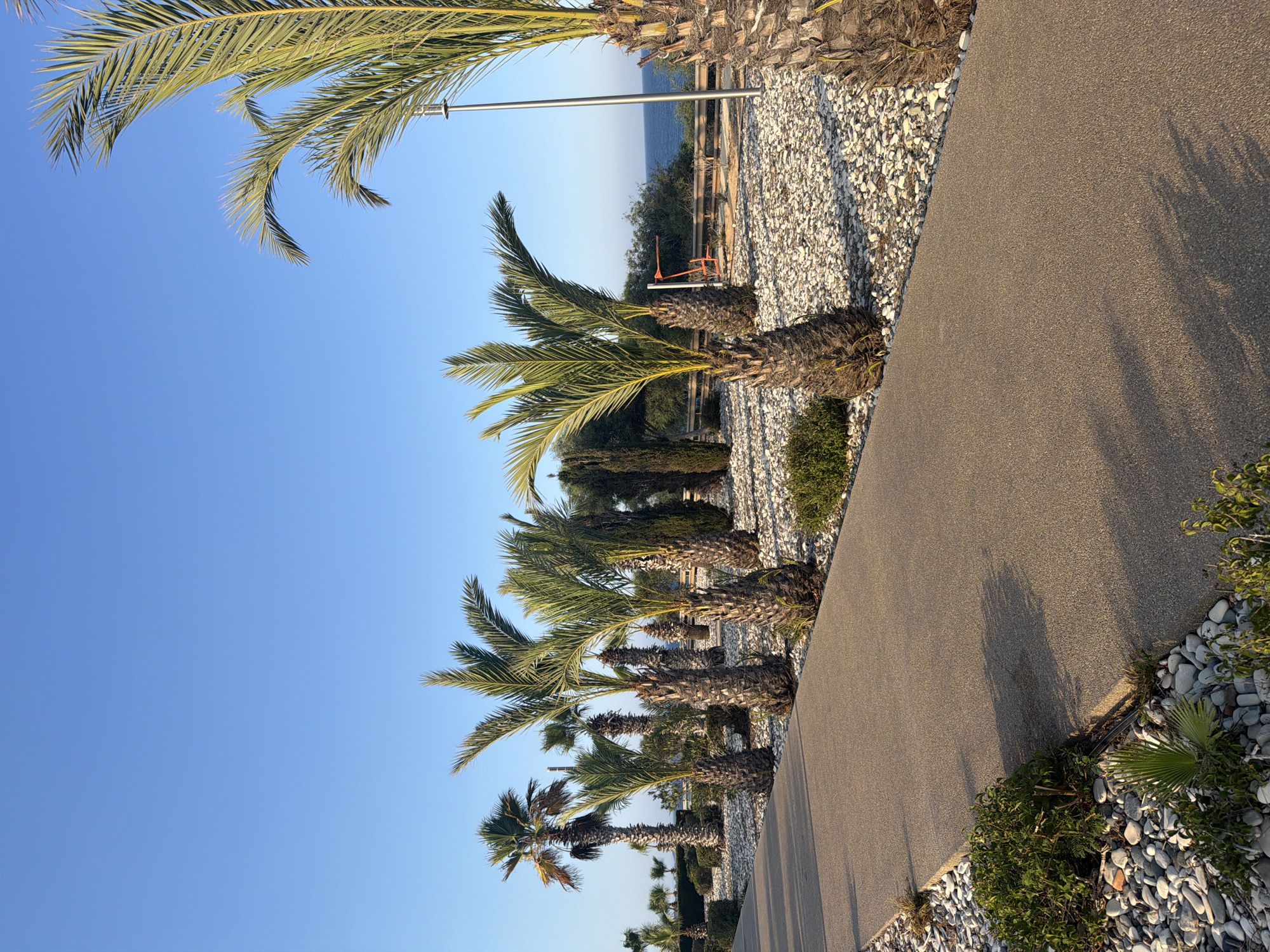 The image depicts a paved pathway winding through a landscaped area filled with palm trees and white pebbles. The pathway is constructed from a light brown, granular material. Several mature palm trees with thick, textured trunks and green fronds are prominent in the foreground and mid-ground. Smaller palm trees and various green bushes are scattered throughout the scene. In the background, a body of water, likely the sea, is visible under a clear blue sky. A metal railing runs along the edge of the landscaped area, separating it from a higher elevation with more trees and vegetation. A modern street lamp stands on the right side of the pathway. The scene appears to be located in Meneou, Cyprus, given the characteristic Mediterranean vegetation and coastal setting. The lighting suggests it is either early morning or late afternoon, with long shadows cast across the pathway. No people are visible in the image.