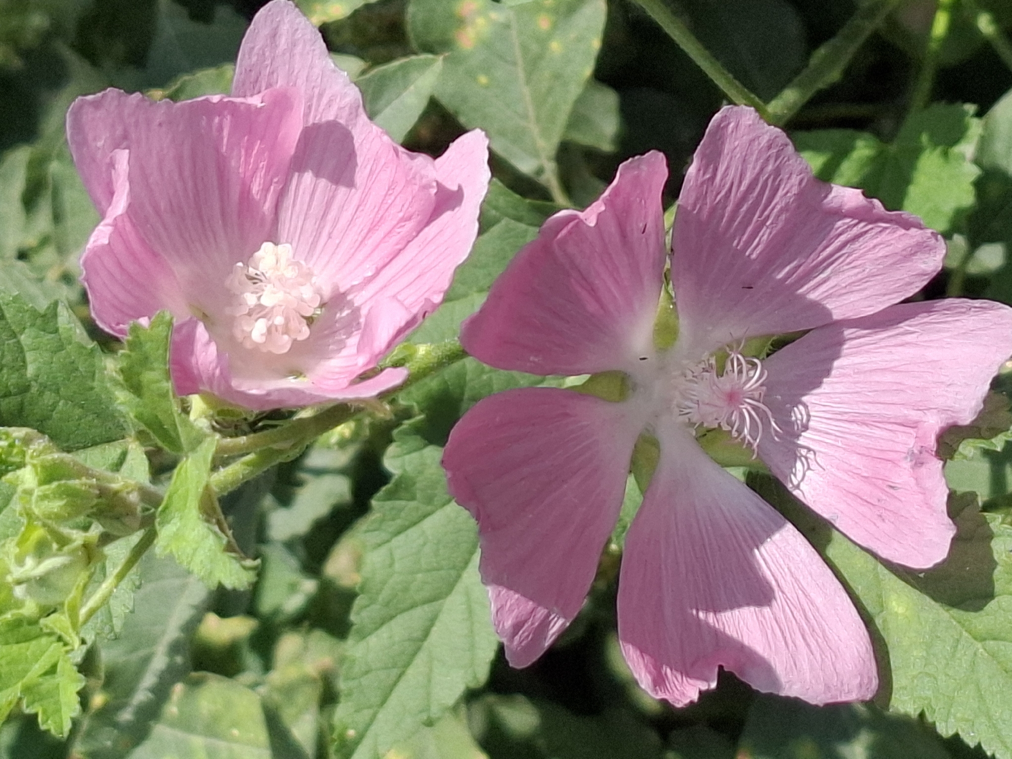 Two pink mallow flowers are shown in a close-up shot. The flower in the foreground is fully open, displaying five delicate petals with visible veins and a fuzzy white center. The second flower, positioned above and behind the first, is partially open, with its petals also showing prominent veining. The flowers are surrounded by green leaves and stems, suggesting an outdoor setting. The lighting suggests it is daytime. No people or man-made objects are present. The image does not provide any visual clues to determine a specific location within Almaty, Kazakhstan.