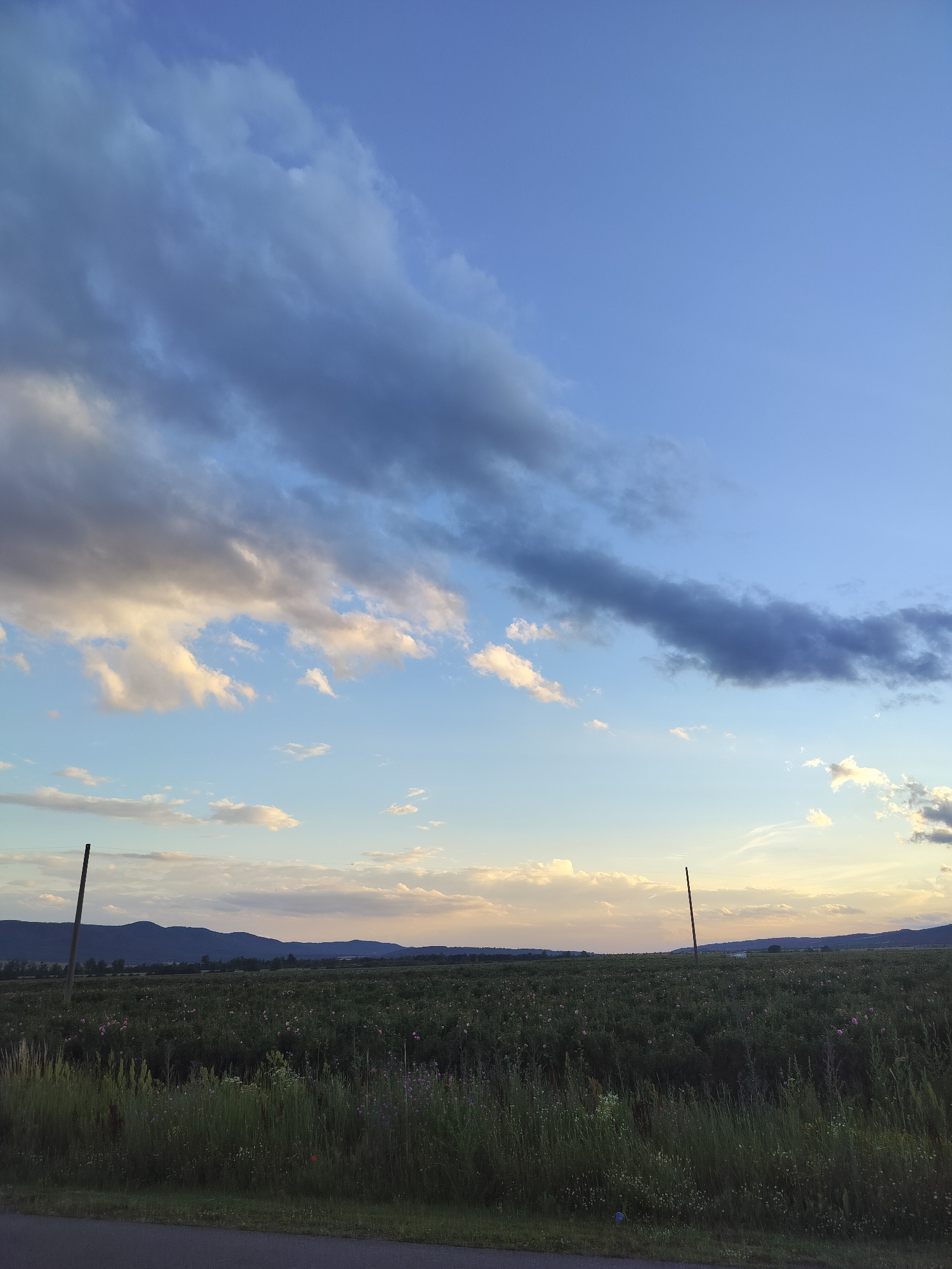 The image depicts a rural landscape at dusk. In the foreground, tall green grasses and wildflowers line a paved road. Beyond the grasses is a vast field of dark green plants, possibly a crop, with scattered pink blossoms visible throughout. Two thin, dark poles stand in the field, one towards the left and another further to the right. In the middle ground, rolling hills form a dark silhouette against the horizon. The sky above is a gradient of blue, transitioning from a deep azure at the top to a lighter, pale blue near the horizon. Wispy clouds, illuminated by the setting sun, streak across the sky in shades of grey, white, and pale yellow. The scene is peaceful and natural, with no people or animals present. The location is identified as Manolovo, Bulgaria.