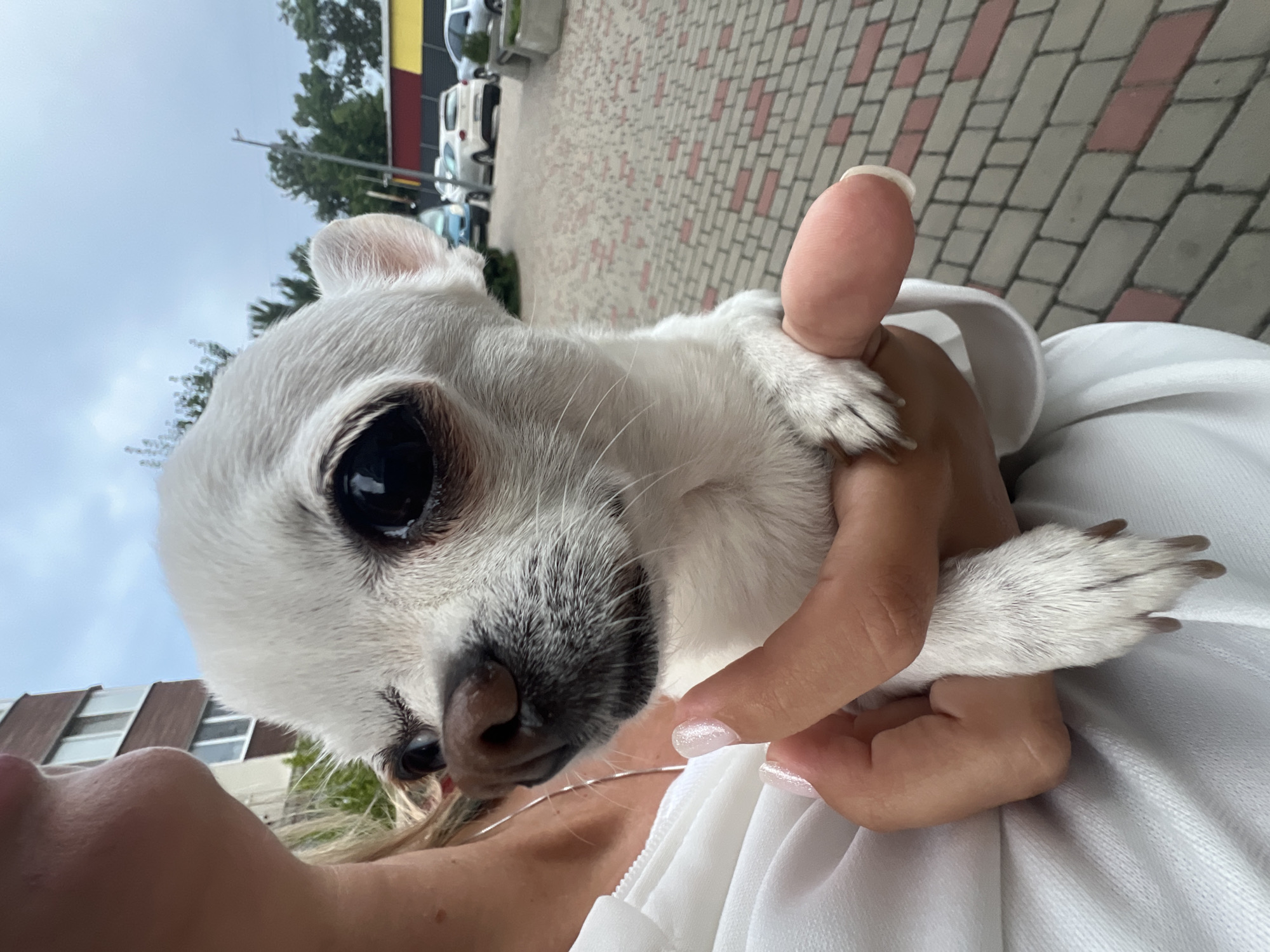 A close-up, eye-level shot shows a small, white chihuahua being held by a person in Kryzhanivka, Ukraine. The dog's face, dominated by large, dark eyes, is turned towards the camera, with its nose and muzzle visible in profile. The dog has small, erect ears and a light-colored coat with some graying around its muzzle. The person holding the dog has light-colored hair and is wearing a white garment. Their hands are visible, supporting the dog. The background depicts an outdoor urban environment with a paved walkway made of rectangular stones in shades of grey and pink. In the distance, there is a building with windows and trees, along with parked cars and a streetlamp. The sky is overcast.