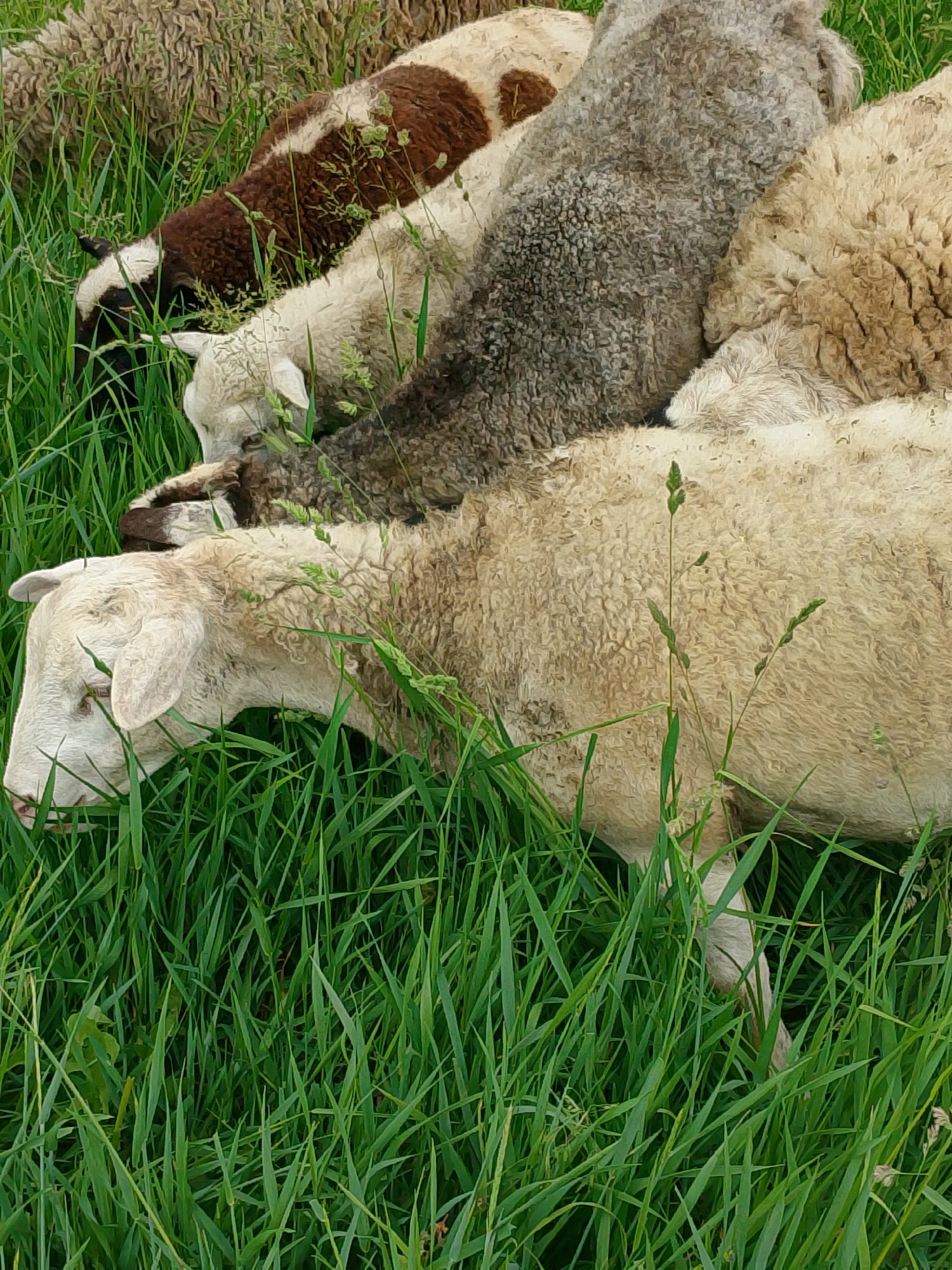 Several sheep are seen grazing in a lush green pasture in this close-up image. The primary subjects are the sheep and the abundant, vibrant green grass covering the ground.
In the foreground, a light-colored sheep, with cream or off-white wool, dominates the left side of the frame, its head lowered into the tall grass as it feeds. Its wool appears thick and slightly textured. Behind this sheep, a dark grey or black sheep is also engrossed in grazing, with its dense, curly wool visible. Further back and to the left, a sheep with distinct brown and white patches on its back is partially visible, also with its head down, indicating it is feeding. Other sheep are partially visible in the background, suggesting a small flock.
The activity depicted is the peaceful grazing of these animals in a natural, pastoral setting. The image is taken during the daytime, under bright natural light, suggesting either a sunny or brightly overcast sky, as there are no harsh shadows. The sheep appear calm, content, and focused on their feeding. There are no human subjects, man-made objects, or visible text present in the image. The location is an unknown grassy field or meadow.