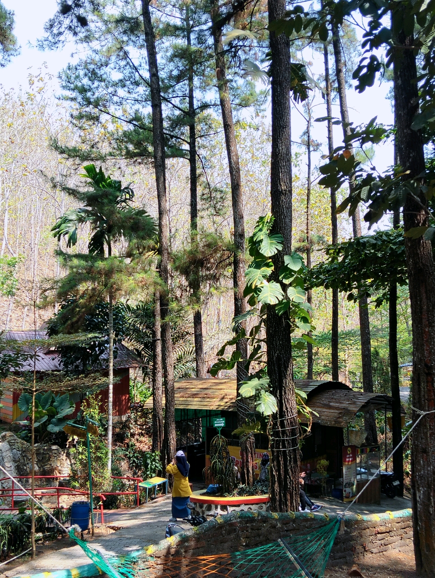 The image depicts a natural setting within a park or tourist attraction, likely located in Kaliwedi, Indonesia, given the context of the provided crops. Tall, slender pine trees dominate the scene, creating a dense canopy that filters the sunlight. In the foreground, a paved pathway winds through the park.
To the left of the pathway, there is a low red railing and a stone wall. Behind the railing, a building with a reddish-brown roof and colorful, multi-colored walls, adorned with tropical plants, is visible. A blue barrel and some green netting are also present.
Further into the scene, several small, rustic structures with thatched roofs are scattered among the trees. One structure on the right appears to be a small shop or stall with goods displayed.
A person wearing a yellow top and a blue skirt is standing on the pathway, looking towards the left and holding a phone. Another person is seated on a bench in front of the shop on the right. A motorcycle is parked to the right of the shop. The overall environment suggests a tranquil, outdoor recreational area.