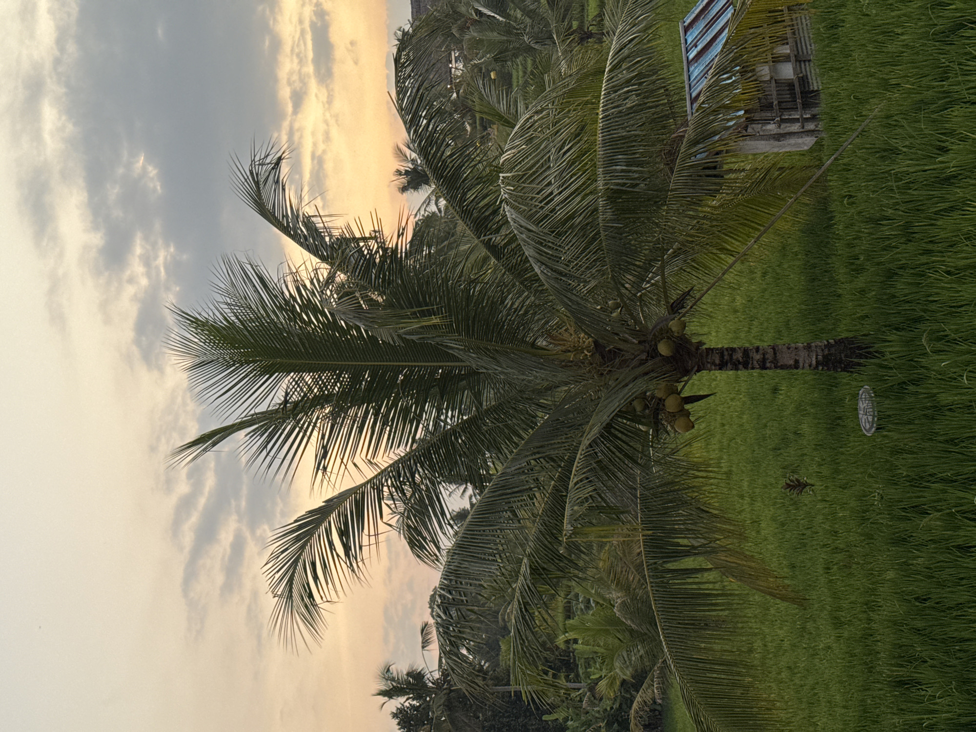The image depicts a serene rice paddy field in Tegallalang, Indonesia, during a sunset. A prominent coconut palm tree stands in the foreground, laden with coconuts, its fronds casting shadows over the lush green rice stalks. To the right, a small, rustic hut with a weathered corrugated metal roof, painted with blue and red stripes, rests amidst the field. The sky above is a canvas of soft orange and pale yellow hues, transitioning into soft grey clouds, indicating the close of day. The overall ambiance is tranquil and characteristic of rural Bali.