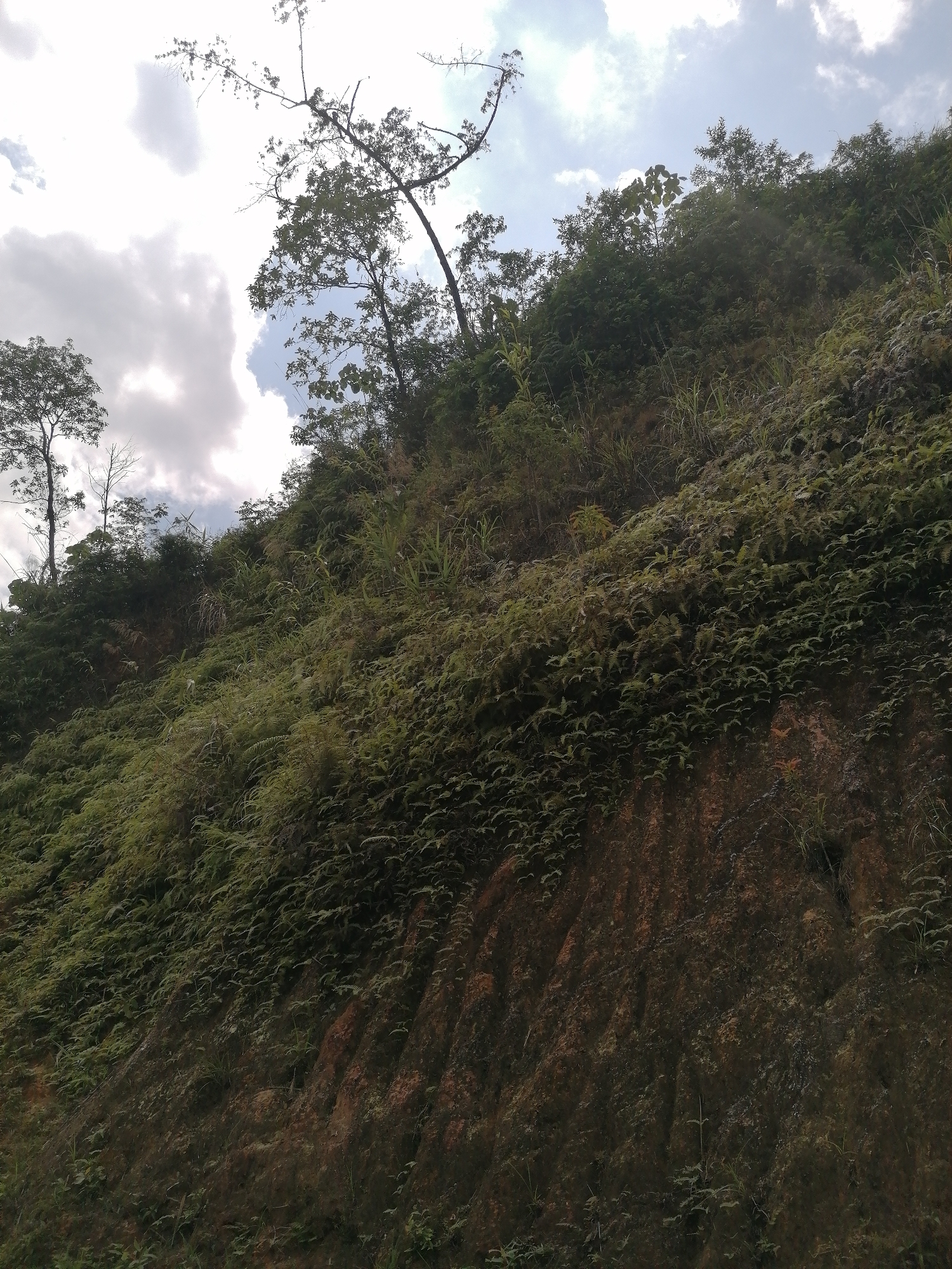 The image depicts a heavily vegetated hillside in what appears to be a rural or semi-rural area, possibly near Sa Pa Ward, Vietnam. The slope is covered with dense green ferns and other plants, transitioning to larger trees and bushes at the top. The soil is visible in the lower portion of the frame, revealing a dark, reddish-brown hue. The sky above is partly cloudy, with a mixture of white and gray formations.