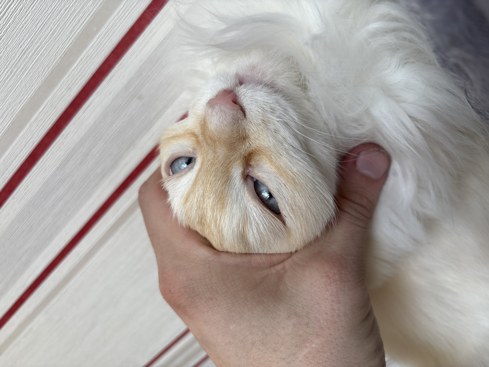 A cat is being held in a person's hand. The cat has white fur with orange markings on its face and blue eyes. The person's hand is pale and has short fingernails. The background is a white wall with red stripes. The image's location in the city of Chaikovsky, Russia, cannot be determined from the image.