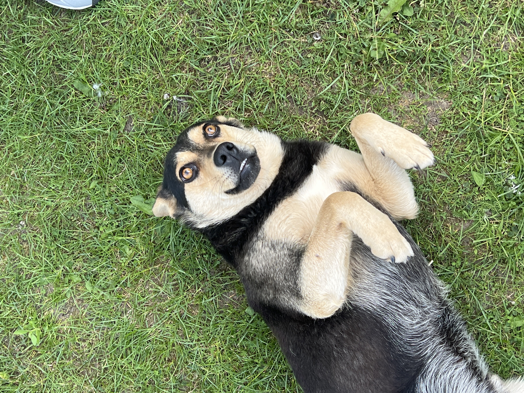 An outdoor, eye-level, full shot captures a dog lying on its back in a grassy area. The dog is a medium-sized mixed breed with black, tan, and grey fur. Its head is tilted slightly, and its eyes are wide open and alert, with a playful expression. Its mouth is open, revealing a few teeth. The dog's paws are tucked towards its chest. The background is a blur of green grass, indicating an outdoor setting. There are no people visible in the image. The context of Vertelka, Ukraine, is not directly inferable from the visual elements of the image itself.