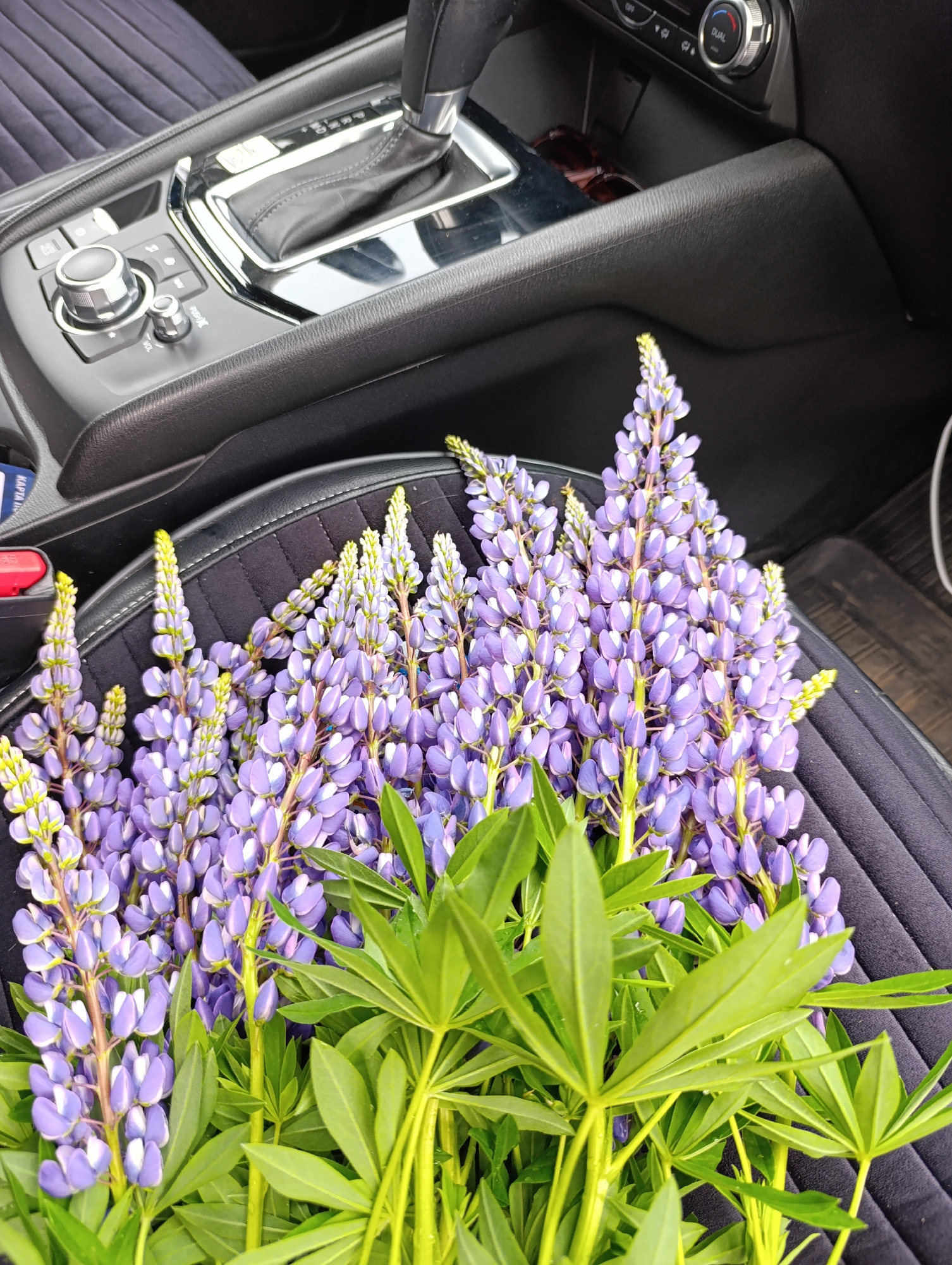 A collection of purple and green lupine flowers rests on the passenger seat of a vehicle. The car's gear shift, infotainment controls, and dashboard are visible in the background. The location is not discernible from the image. No people are visible.