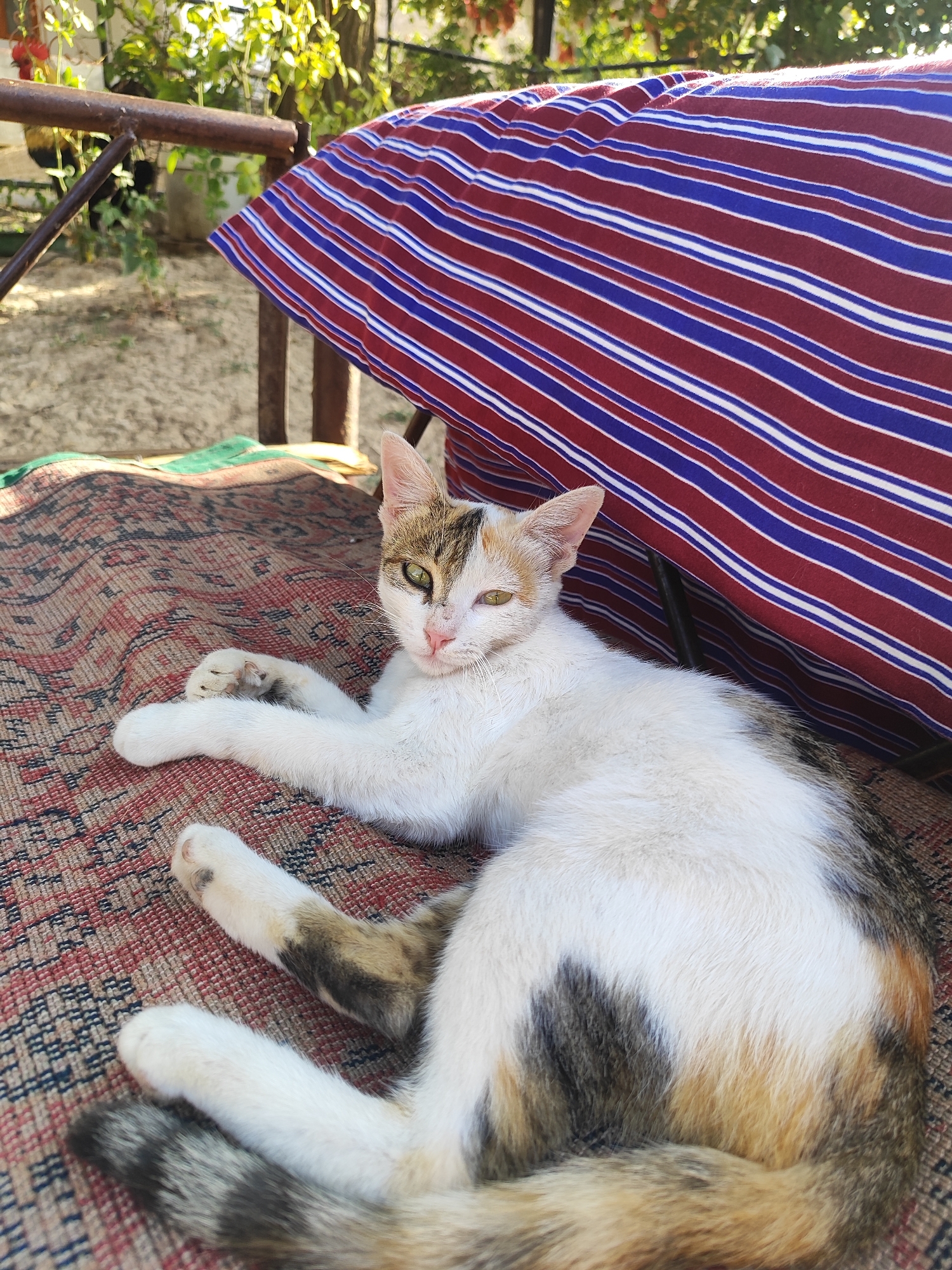 A calico cat lies on a patterned rug outdoors. The cat is primarily white with patches of black, orange, and brown. It is resting on its side, with its front paws extended and its hind legs tucked. Behind the cat is a striped cushion with horizontal bands of red, blue, and white. The background shows a sandy ground, some greenery, and a metal railing, suggesting an outdoor setting. The overall impression is that of a relaxed domestic animal in a casual environment, possibly a backyard or patio. The cat appears to be in good health. No people are visible in the image. The location in Sultonobod, Tajikistan, provides a geographical context for this scene of everyday life.
