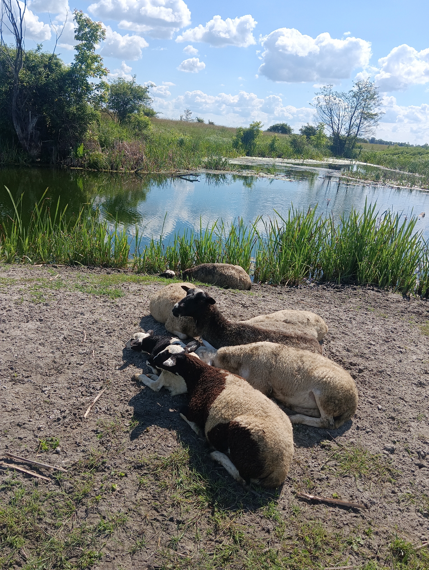 A group of sheep lie on dry, patchy dirt next to a calm body of water. The sheep are of various colors, including white, brown, and black, and some appear to be lambs. The water is bordered by tall green reeds and reflects the sky, which is a bright blue with fluffy white clouds. In the background, there is lush green vegetation, including trees and rolling hills. The scene appears to be a rural or natural setting.