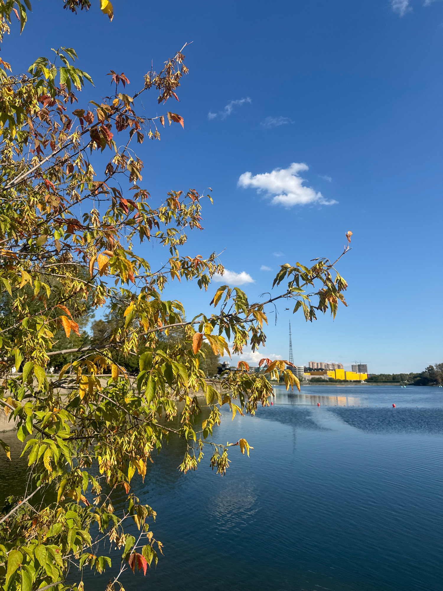 The image depicts a tranquil waterscape on a clear, sunny day. In the foreground, branches of a tree with autumn leaves, tinged with yellow and red, reach across the frame. The tree's foliage is dense in some areas and sparser in others, with seed pods hanging from the branches.
The body of water, likely a lake or a wide river, occupies the majority of the mid-ground and background. The water's surface is a deep blue, rippled by a gentle breeze, reflecting the bright blue sky and scattered white clouds. A few red buoys are visible floating on the water.
In the distance, across the water, a cityscape is discernible. A tall, slender communication tower stands prominently. Beside it, a cluster of buildings, one of which is painted a bright yellow, forms the urban skyline. The architecture suggests a modern or semi-modern development. The distant treeline frames the right side of the scene.
This scene is consistent with the appearance of the Angara River in Irkutsk, Russia, particularly the area near the Irkutsk HPP (Hydroelectric Power Station) or other recreational waterfronts within the city. The presence of a substantial body of water, urban infrastructure including a transmission tower, and the characteristic autumnal foliage point towards this location. No people are visible in the immediate frame, suggesting a peaceful, unpopulated moment.