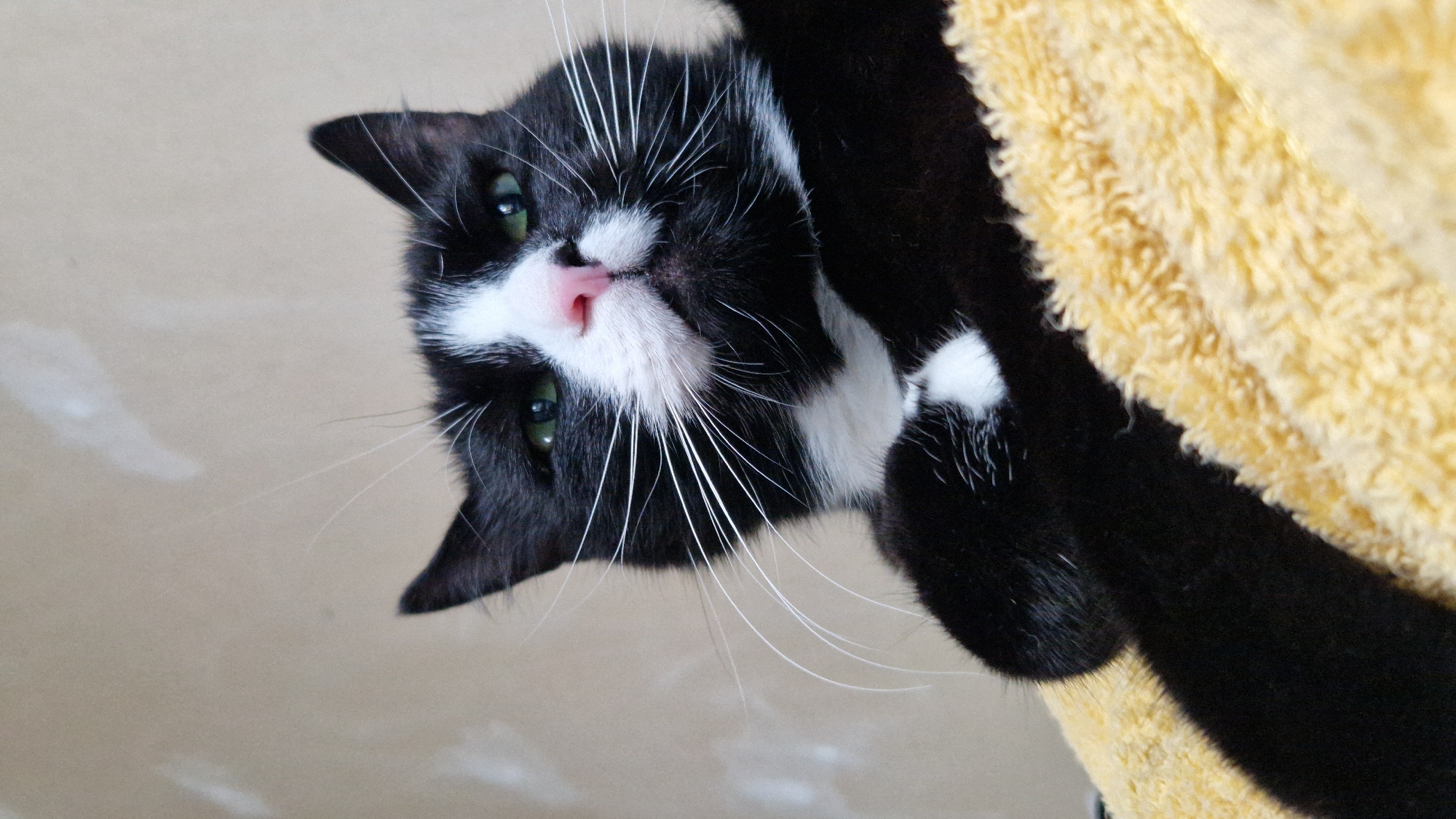 A black and white cat with green eyes and a pink nose is lying on a yellow, fluffy surface, possibly a blanket or towel. The cat is looking directly at the camera with a slightly judgmental expression. The background is a plain, textured wall in a light beige color. The image is cropped from a low angle, emphasizing the cat's face and upper body. There are no people or any discernible urban elements visible, and therefore no location in Riga, Latvia can be identified.