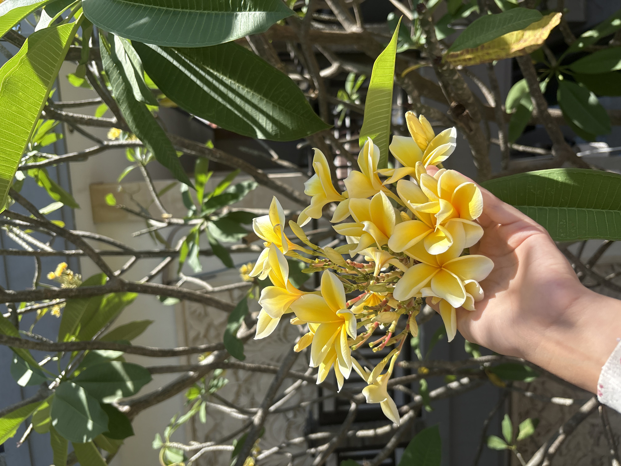 A hand holds a cluster of yellow and white plumeria flowers in front of a blurred background of a building and trees. The flowers are in bloom, with some petals unfurling and others tightly closed. Sunlight casts shadows on the leaves and branches of the plant. The hand is fair-skinned and appears to be from a young person, wearing a white sleeve with a subtle red floral pattern at the cuff. The scene is outdoors, with a bright, sunny ambiance.