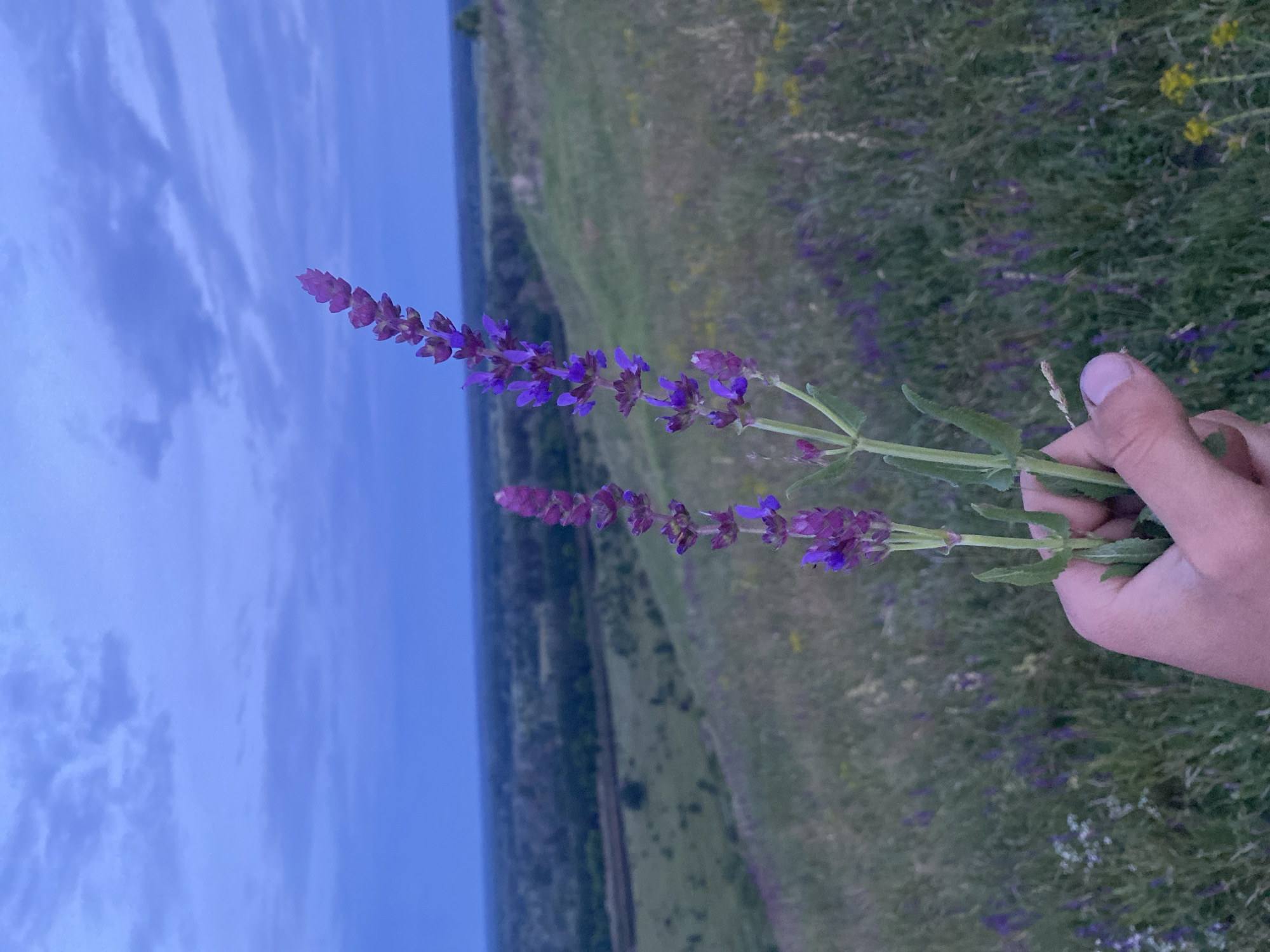 The image depicts a human hand holding two stalks of purple flowers, identified as a species of Salvia, against a landscape background in Ustyvytsia, Ukraine. The scene is captured under conditions of low natural light, suggesting twilight or pre-dawn. The sky, which occupies the upper half of the image, is a deep blue-grey with visible cloud formations. The landscape consists of rolling hills covered in green and dry grasses, populated by scattered purple and yellow wildflowers. A dark, linear feature consistent with a railway track is discernible horizontally in the mid-background, situated beneath a distant dark band of trees or forest. The hand, positioned in the lower center, grasps the lower stems of the two flower stalks, presenting them prominently in the foreground. The flowers themselves are vibrant purple florets arranged in vertical spikes along the stems.