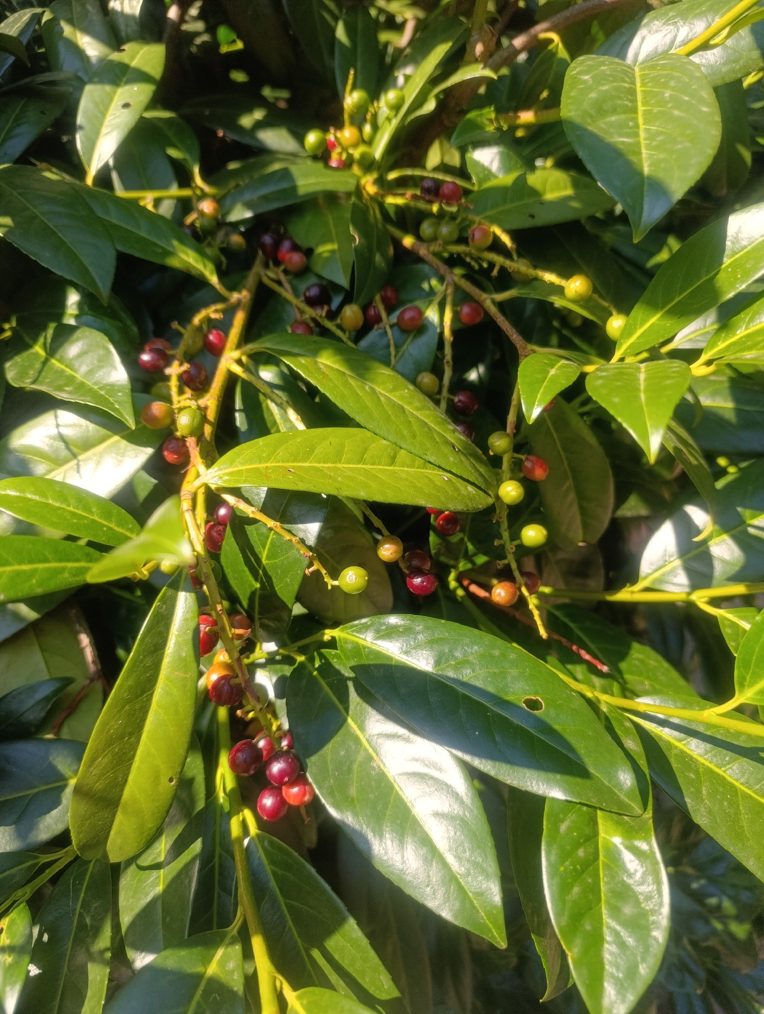 The image shows a close-up of a cherry laurel bush with developing fruits. The bush has glossy, dark green leaves. The fruits are small and round, varying in color from green to red and dark purple, indicating they are in different stages of ripeness. The lighting suggests it is daytime, with sunlight casting shadows on the leaves and fruits. The image appears to be taken outdoors, in a natural setting. Based on the provided information, this scene is located in Olomouc, Czechia. No people, actions, or interactions are depicted in the image.