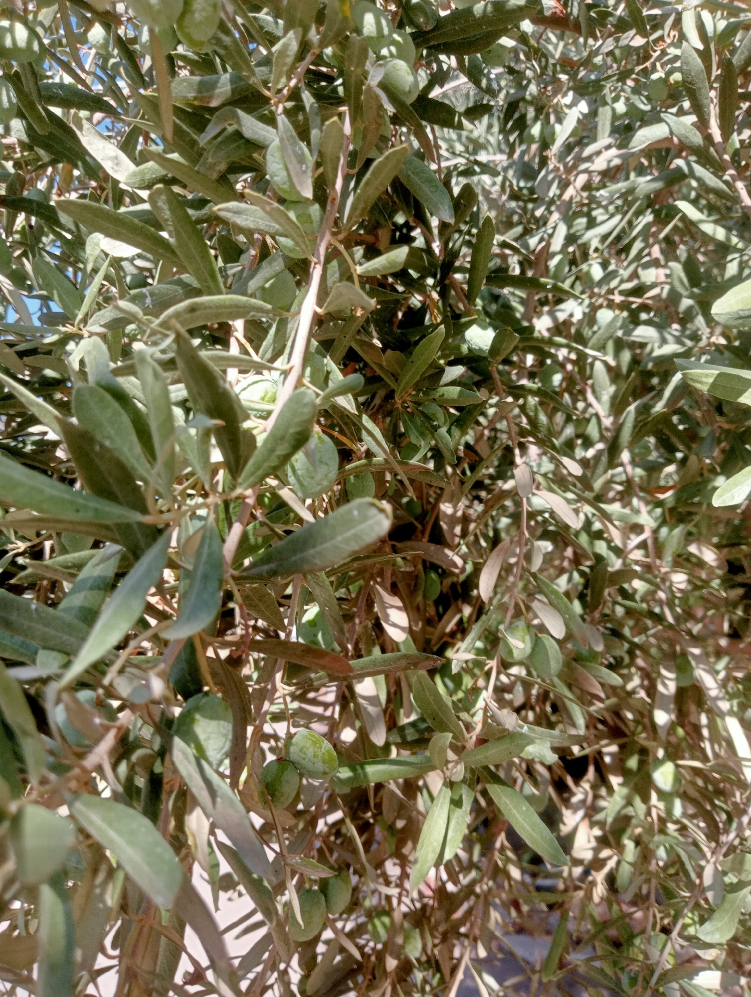 The image is a close-up shot of an olive tree with green olives and leaves, bathed in sunlight. The branches and leaves are dense, with some parts in shadow and others brightly illuminated, suggesting an outdoor environment. The background is largely obscured by the foliage but appears to be a bright, possibly sunny sky, with hints of muted colors that could be buildings or other natural elements. The image lacks any humans or discernible human activity, focusing solely on the natural state of the tree. The scene is consistent with a natural setting in a Mediterranean climate, such as would be found in or around the city of Antalya, Turkey, known for its olive cultivation.